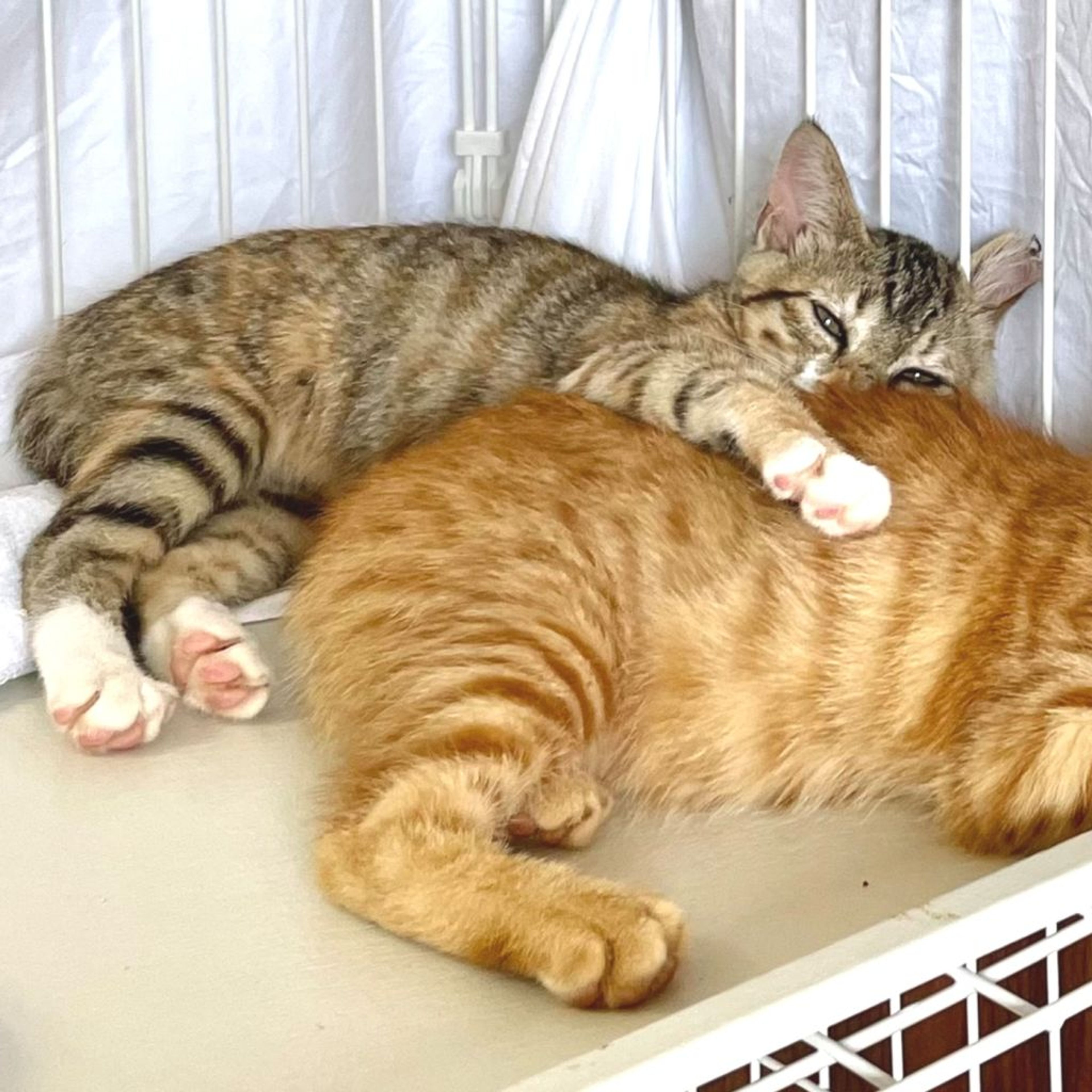 pet-image-4