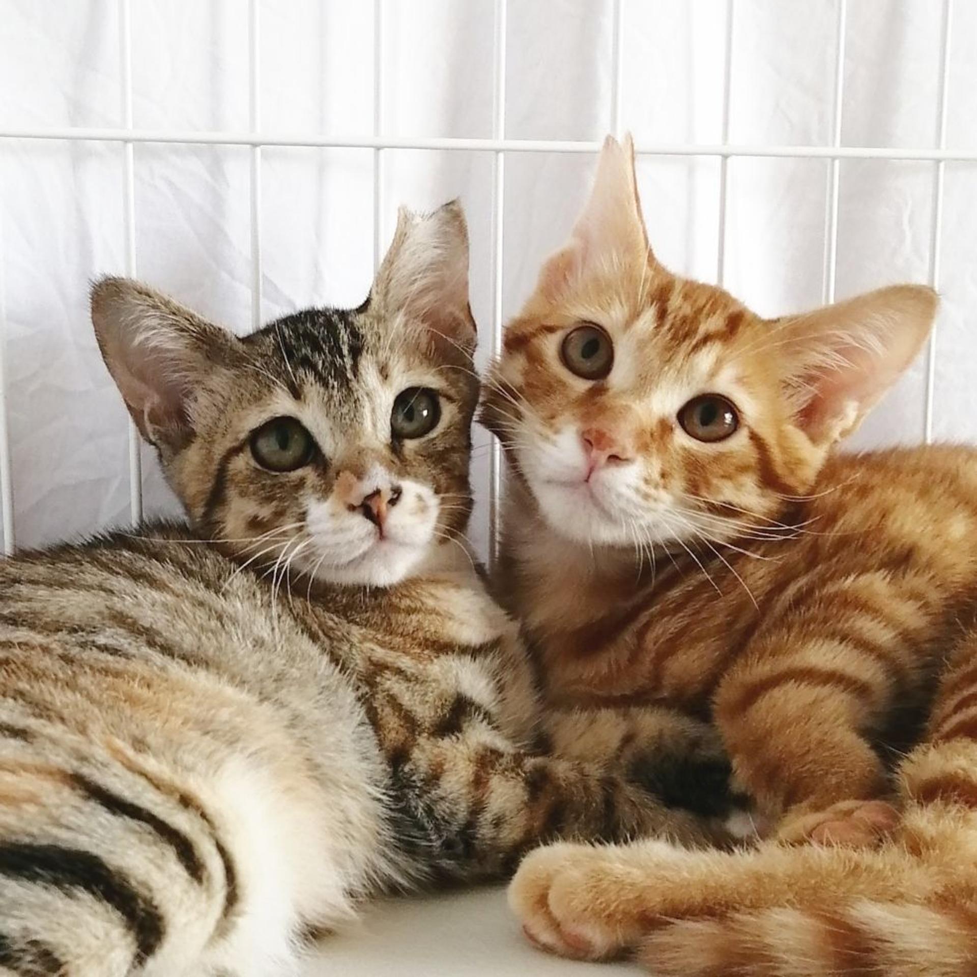 pet-image-5