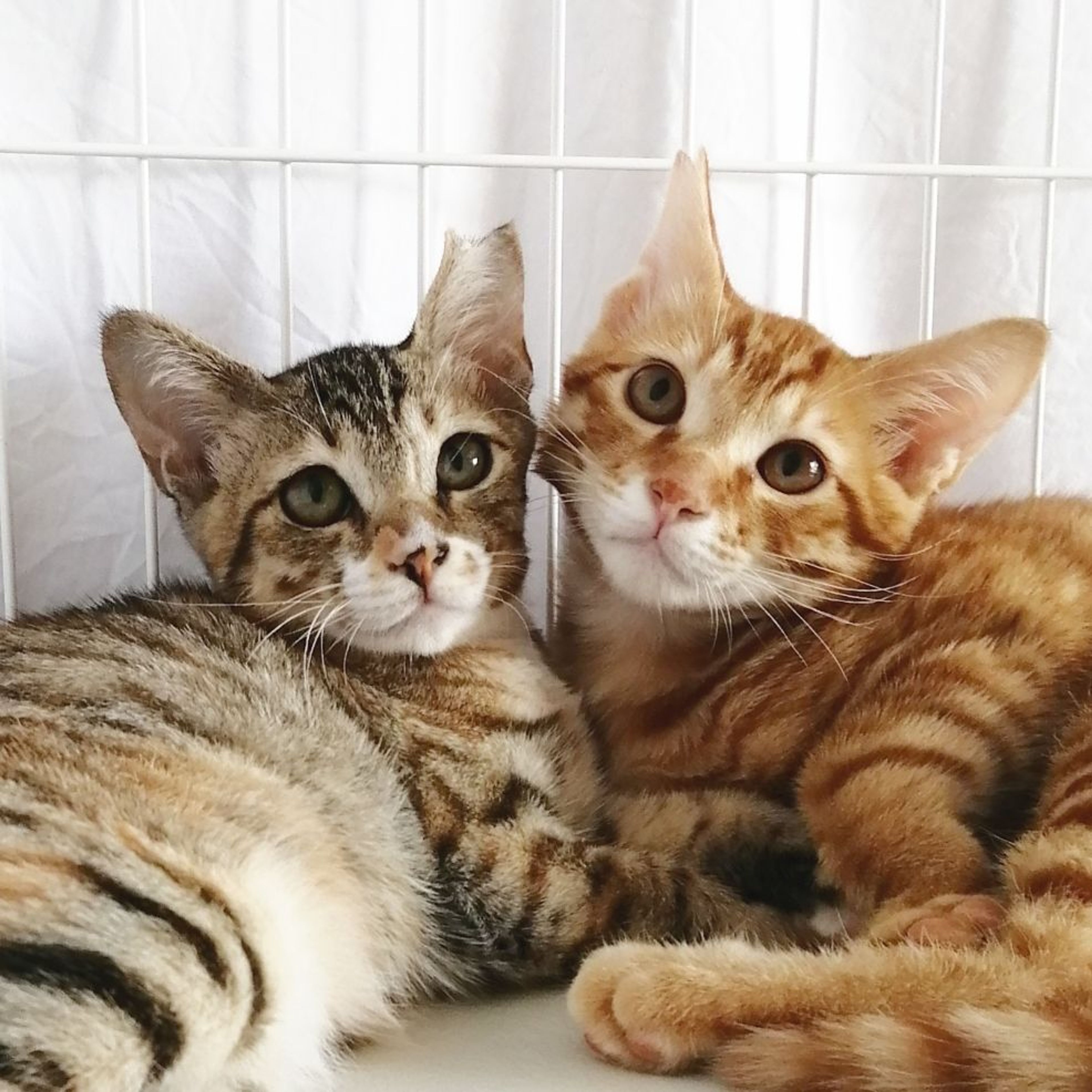 pet-image-5