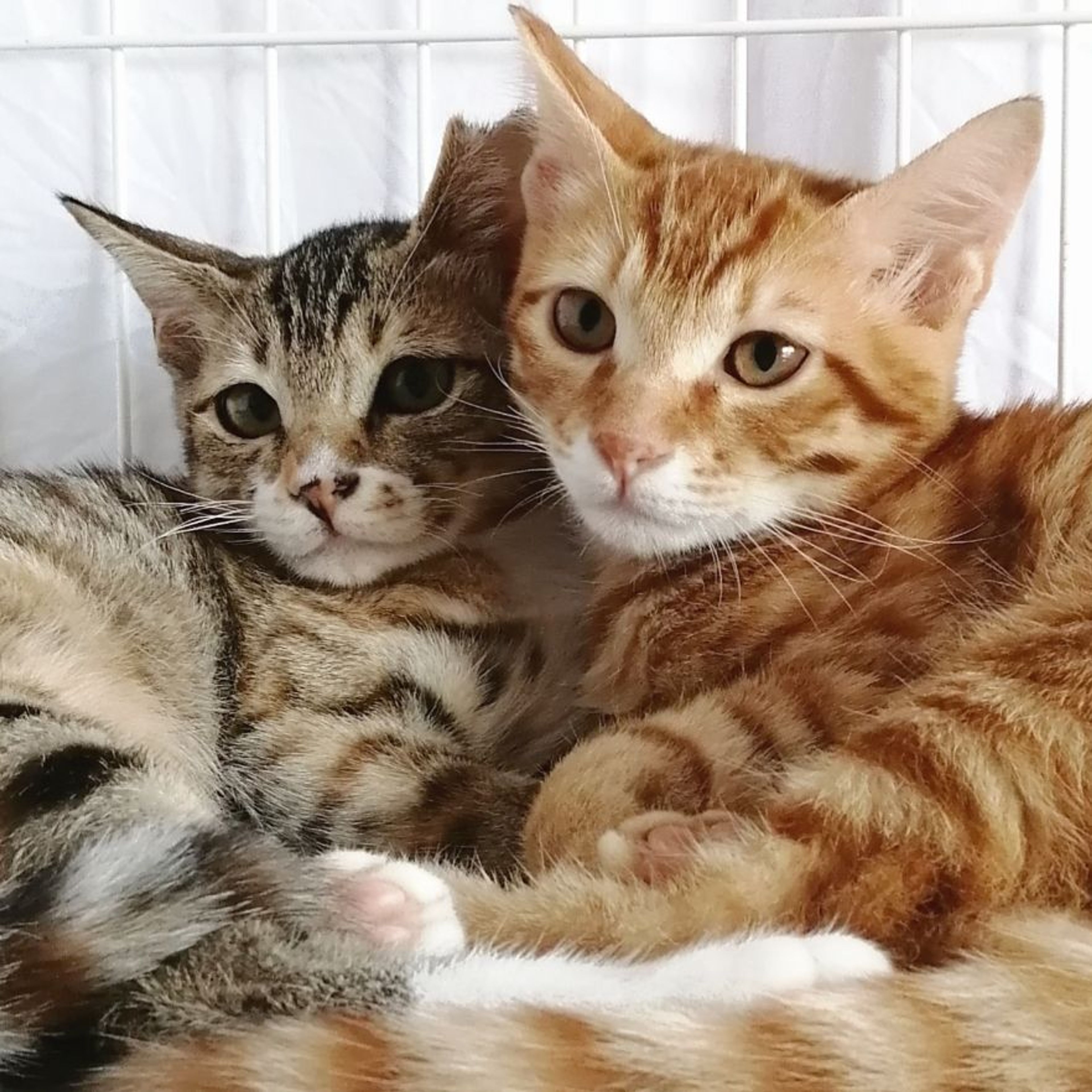pet-image-6