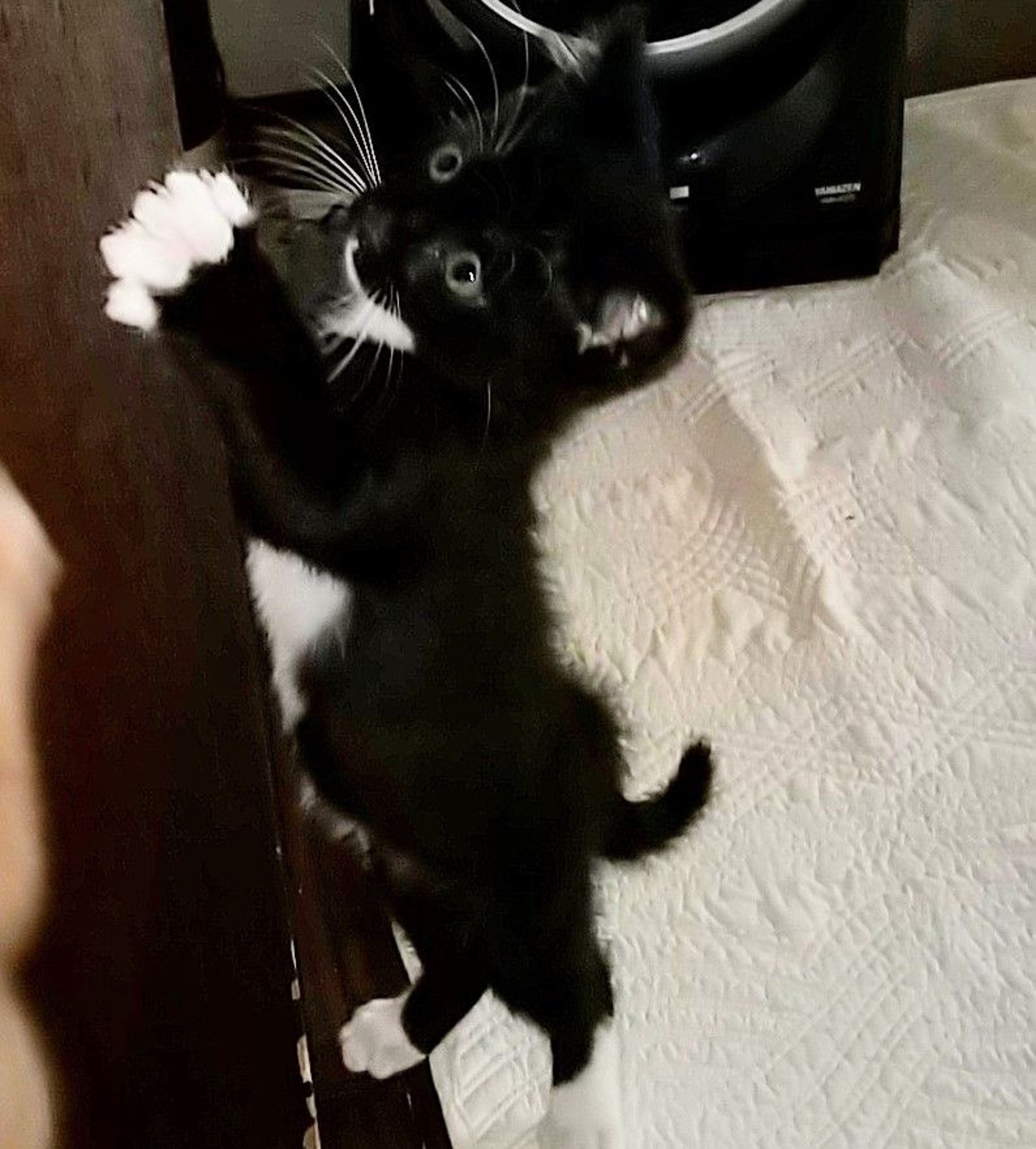 pet-image-2