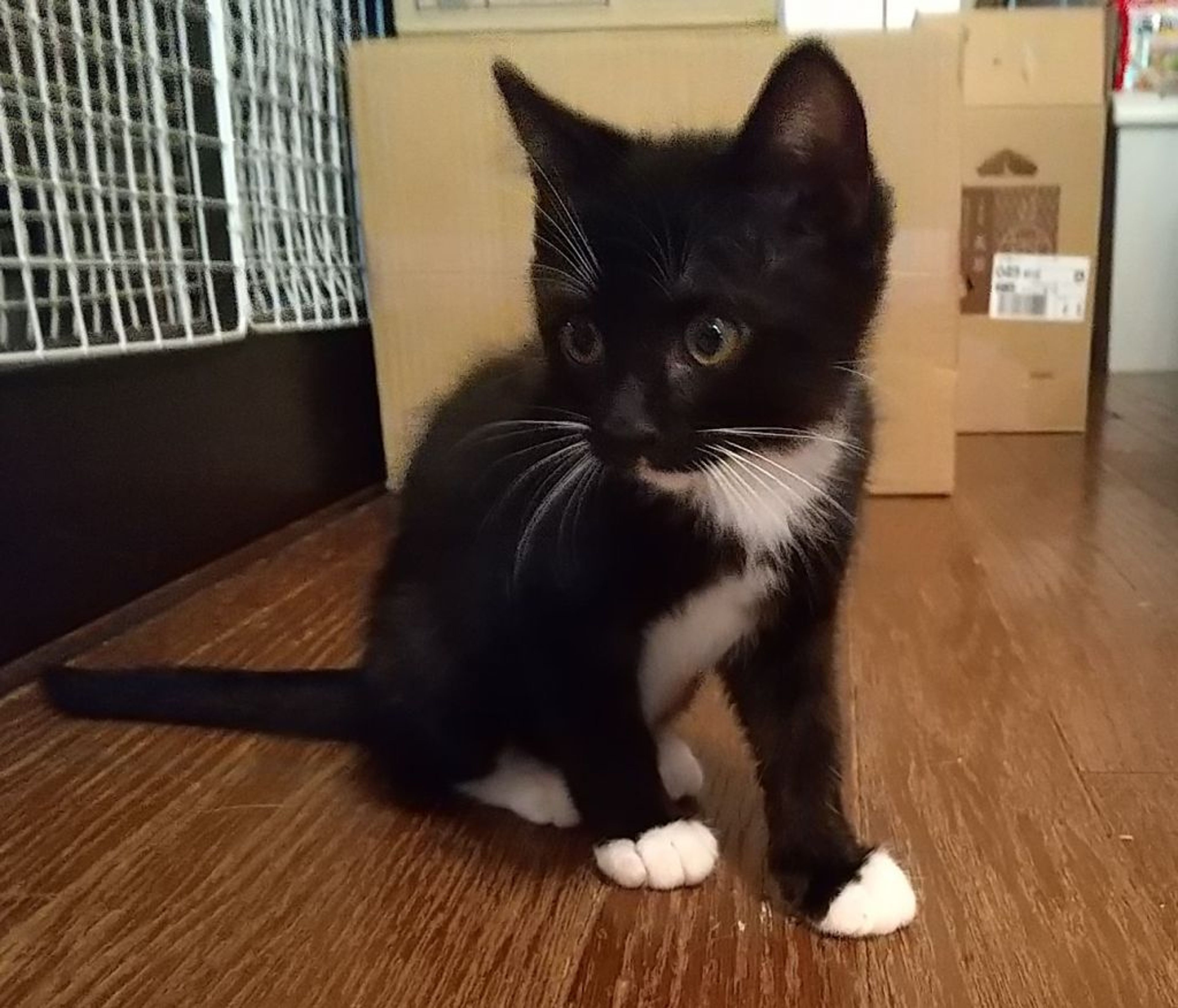 pet-image-3