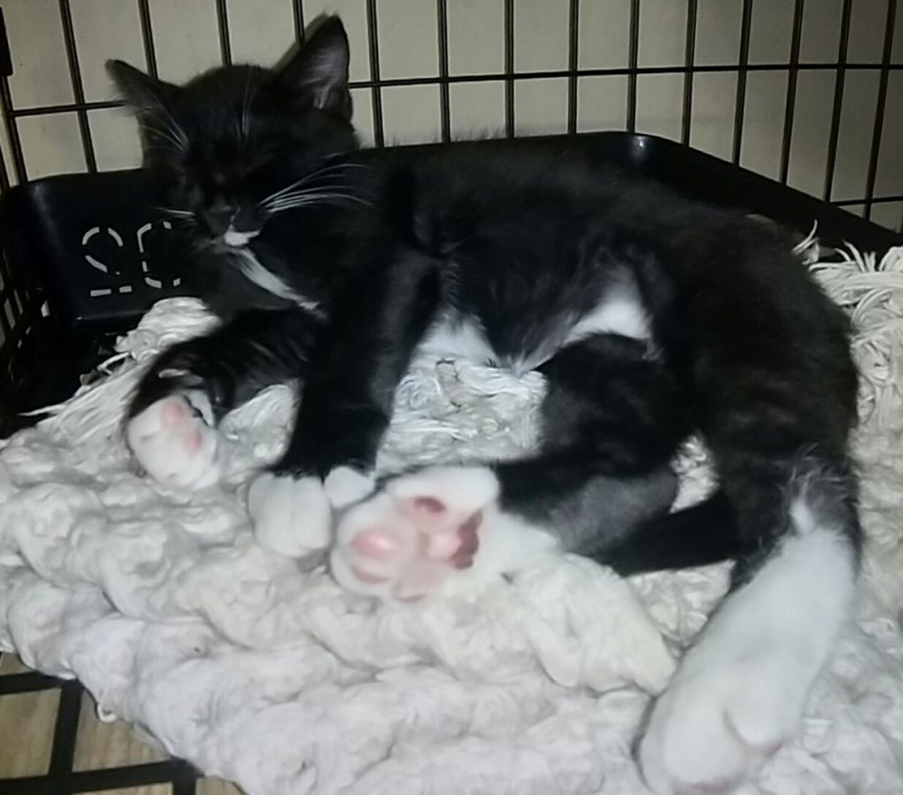 pet-image-4