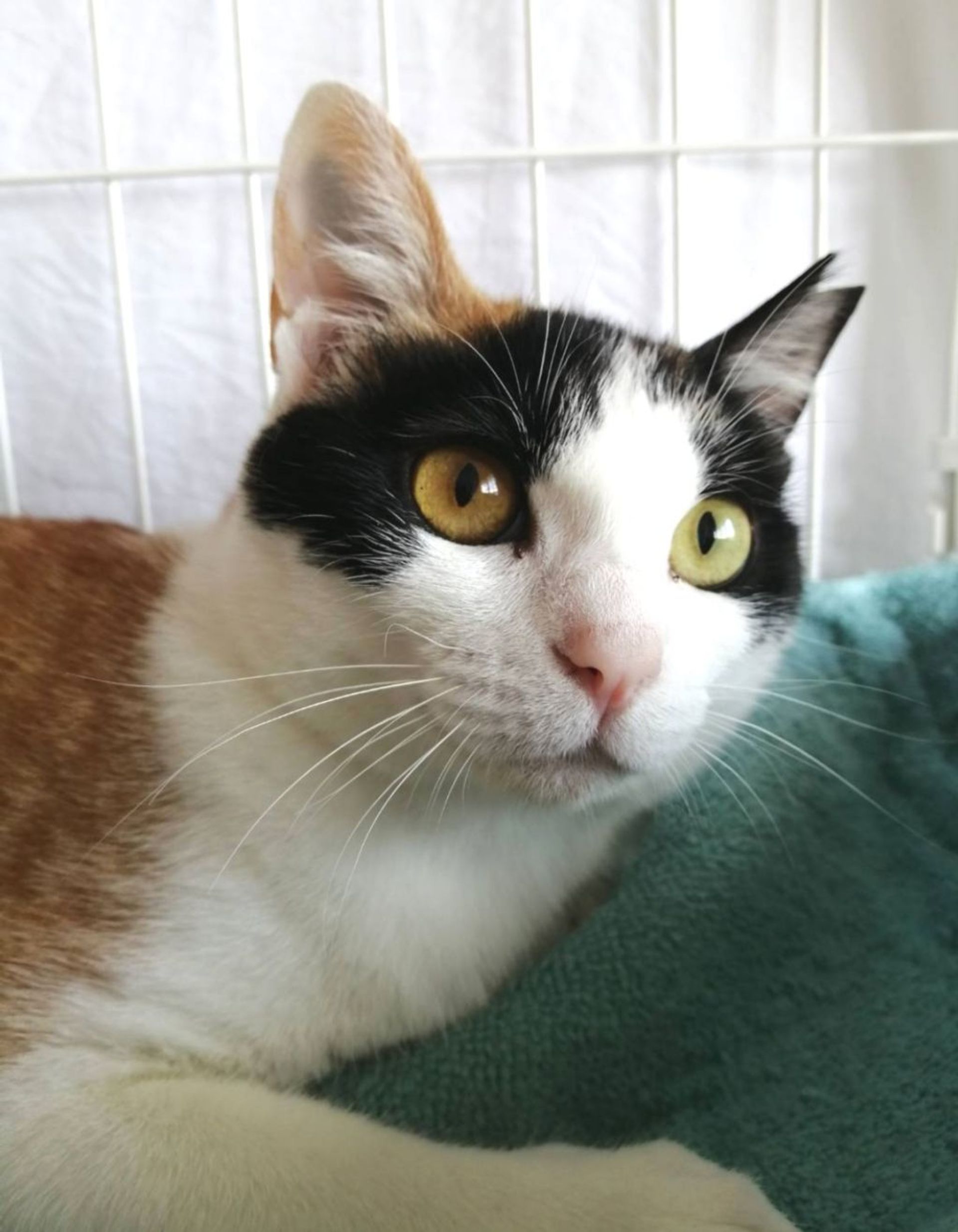 雑種（ミックス猫）・メスの里親募集の写真
