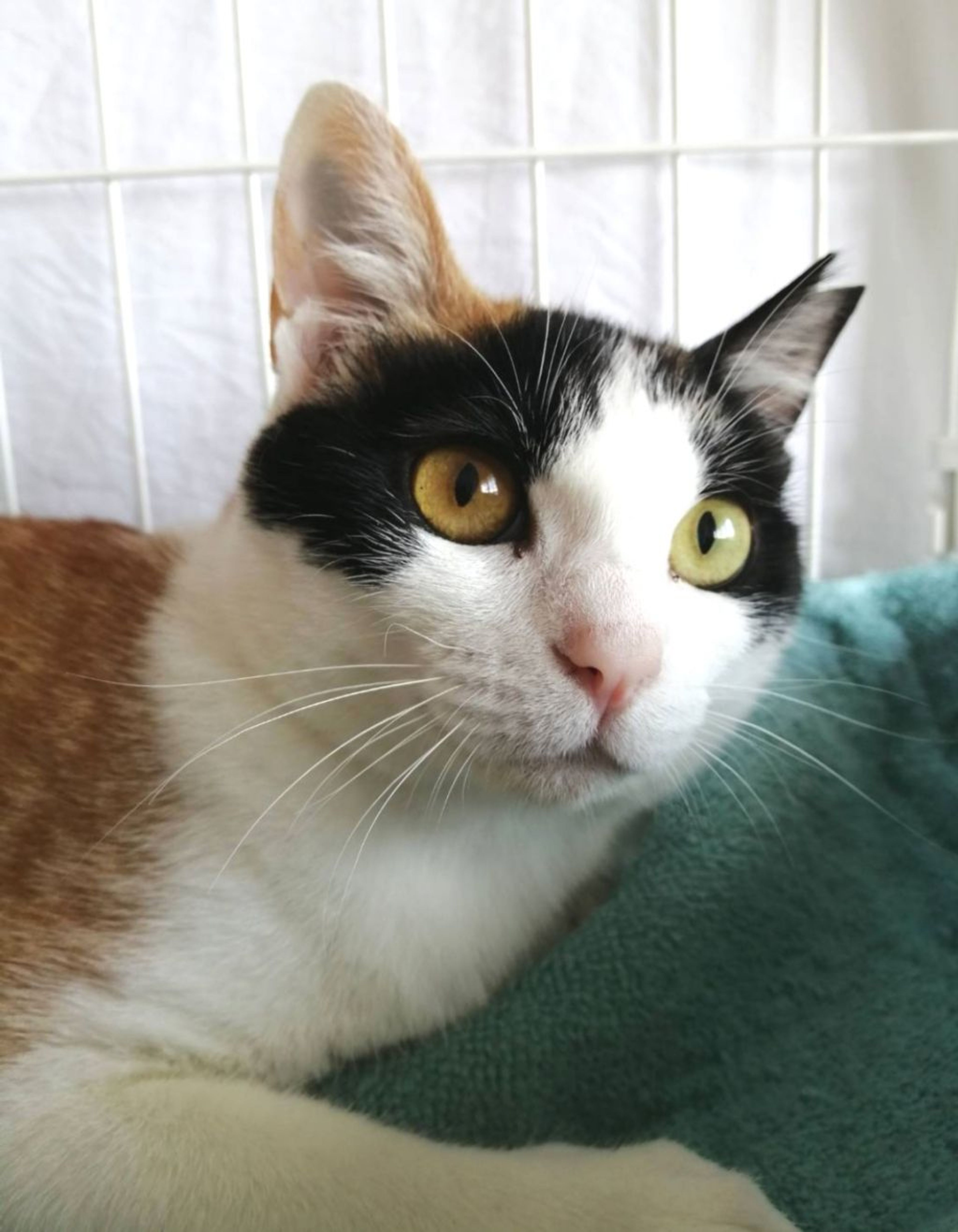 雑種（ミックス猫）・メスの里親募集の写真