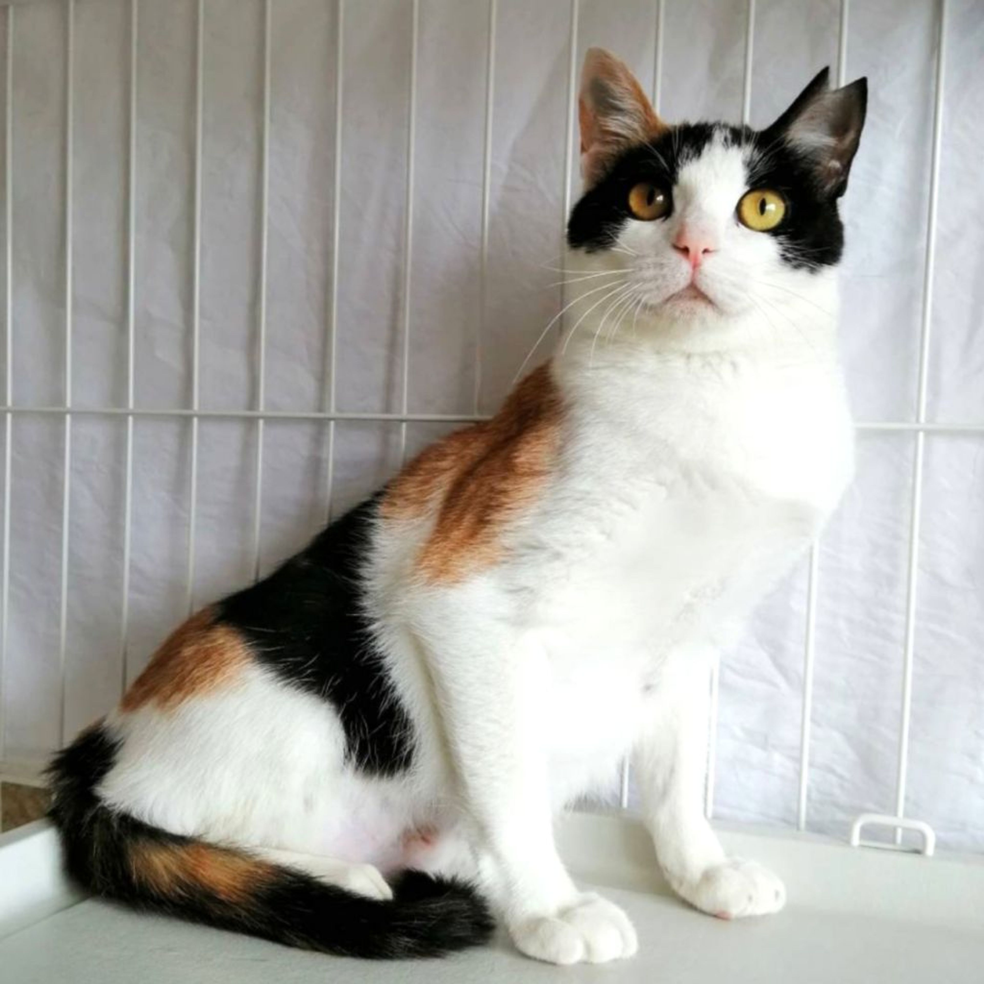 pet-image-2