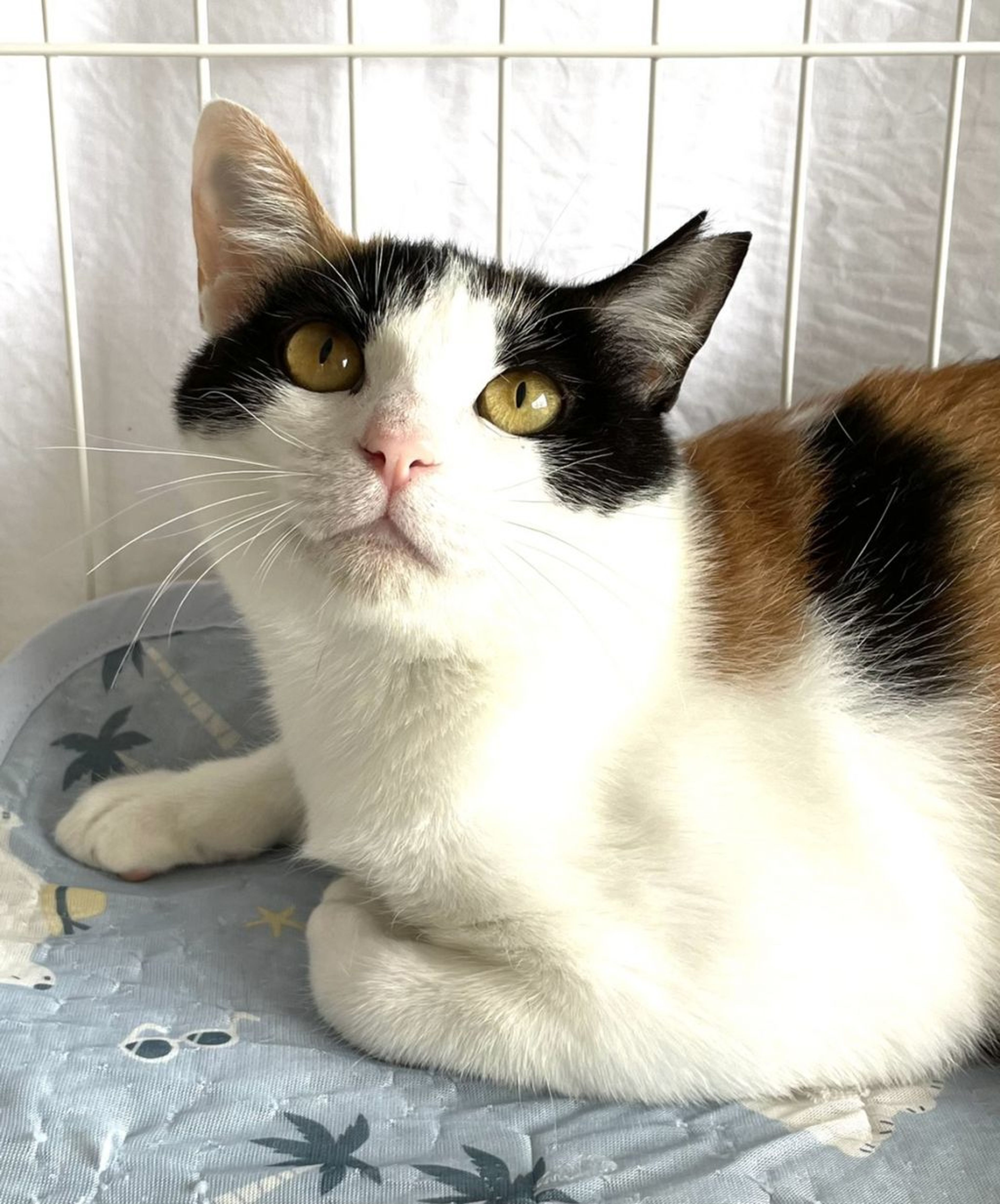 pet-image-3
