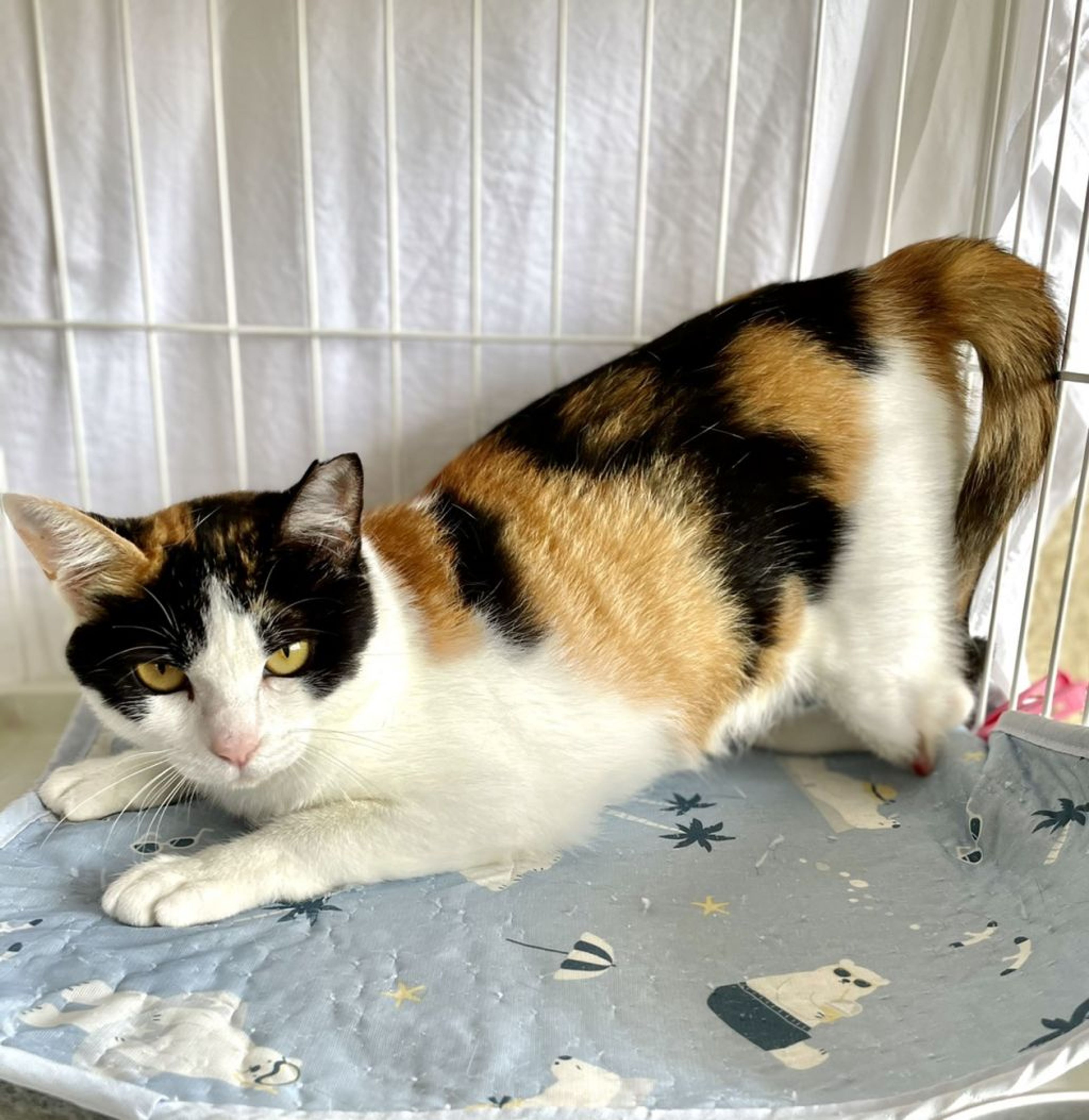 pet-image-4