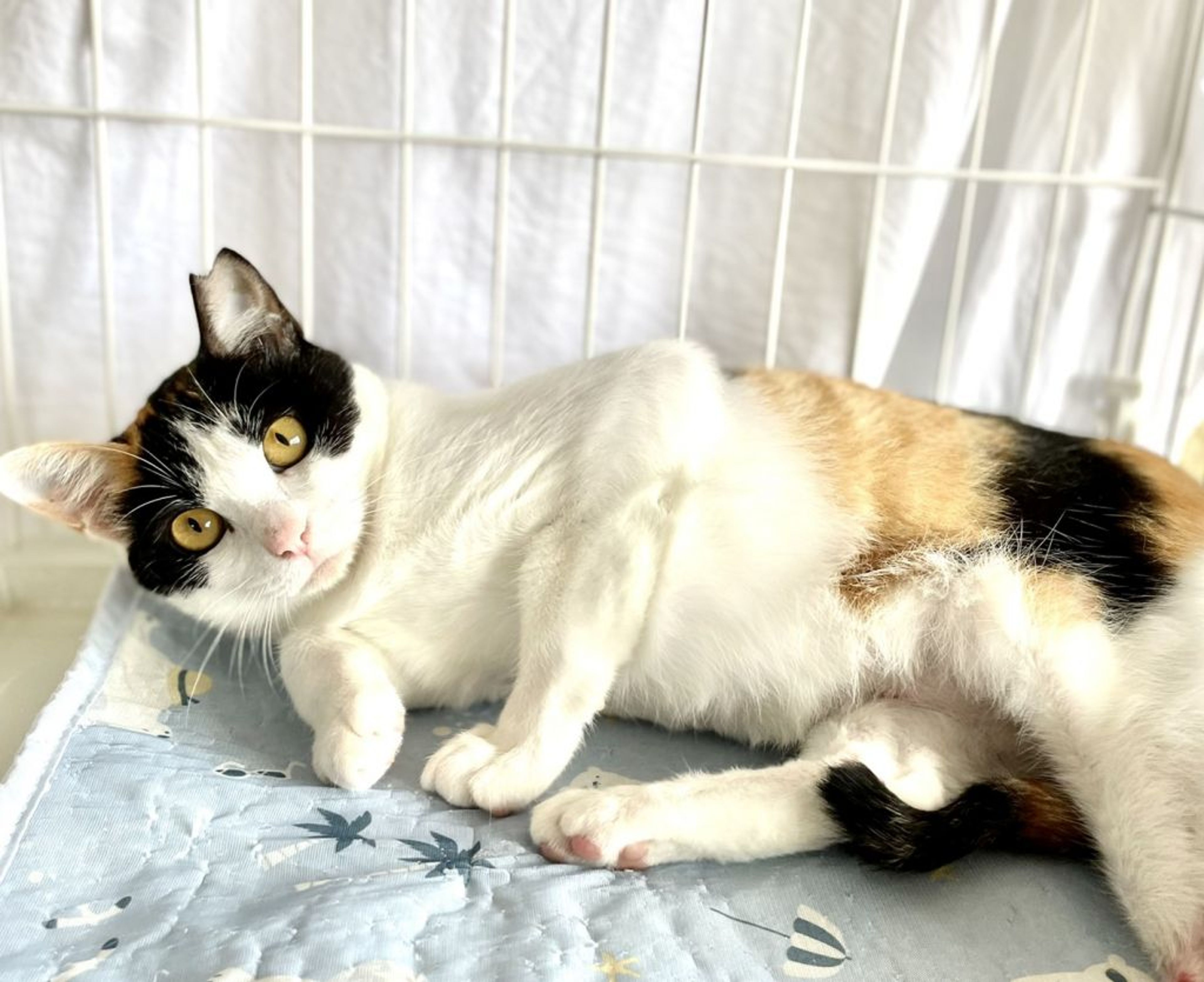 pet-image-5