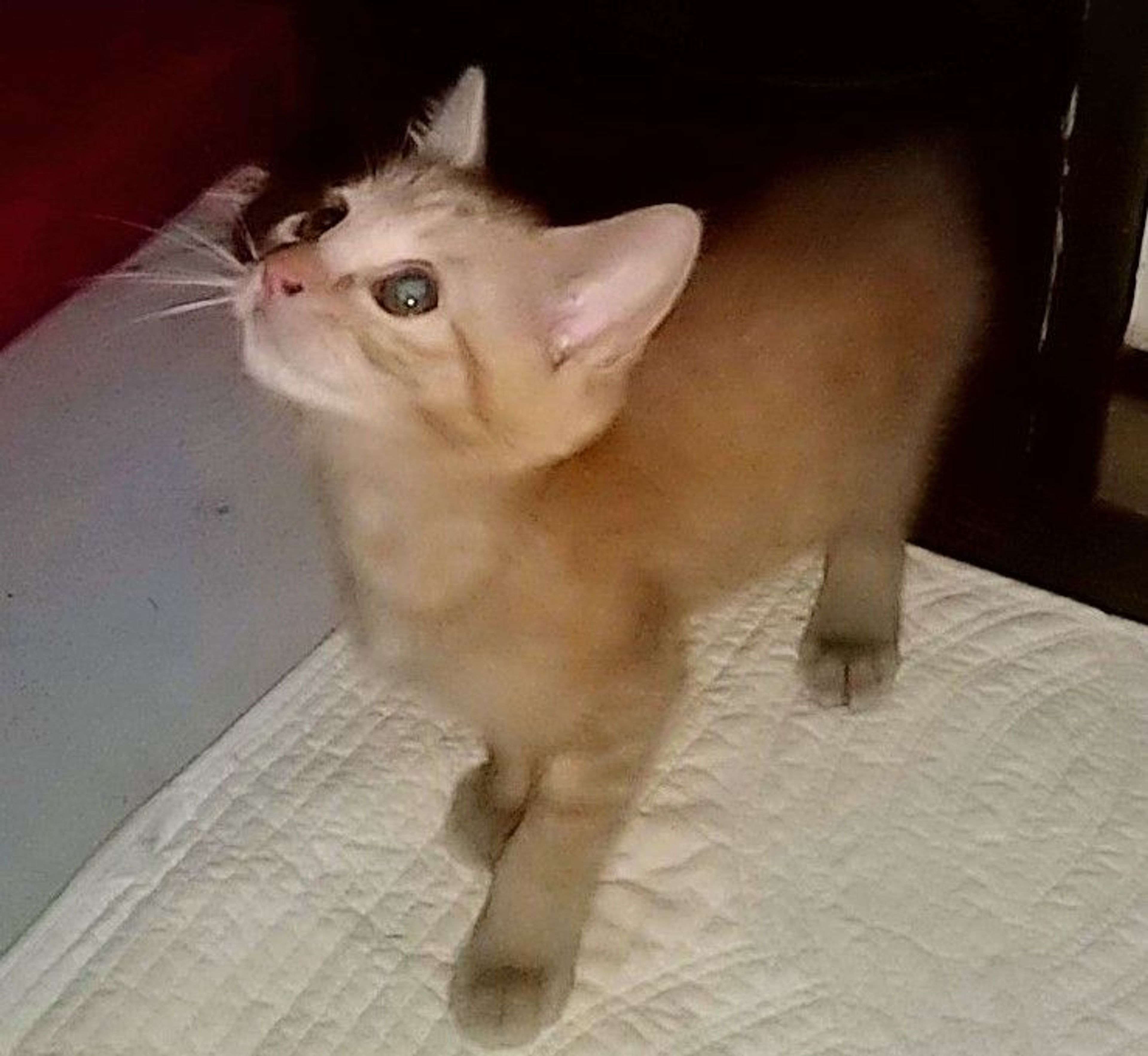 雑種（ミックス猫）・メスの里親募集の写真