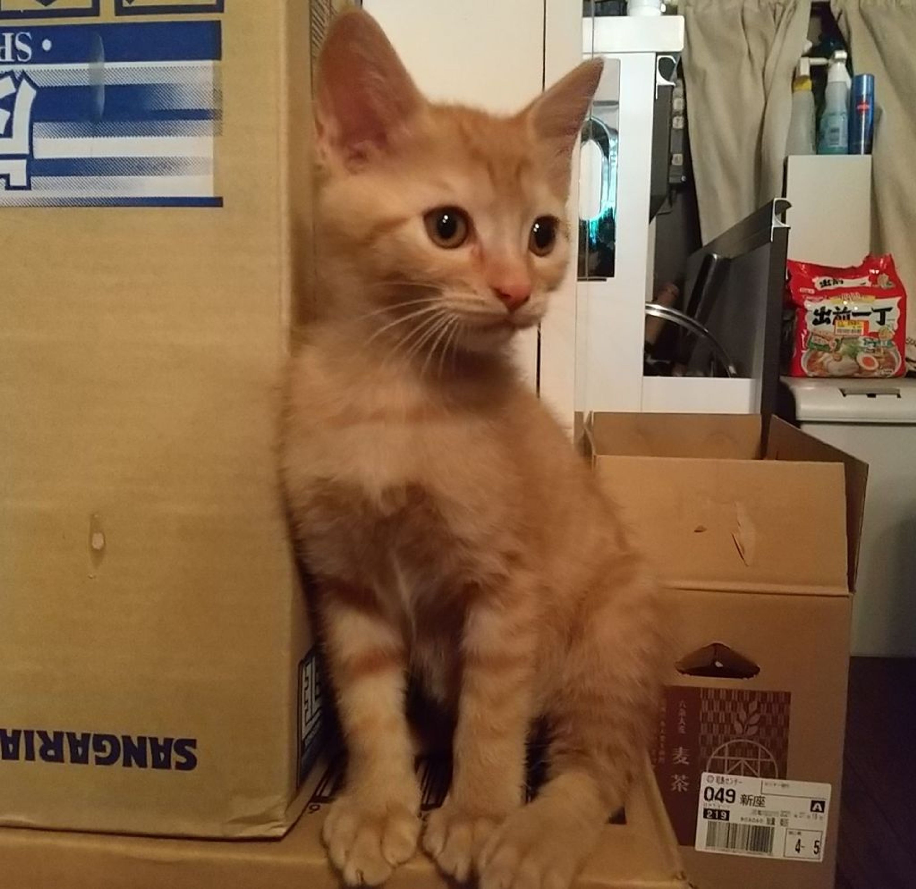 pet-image-2