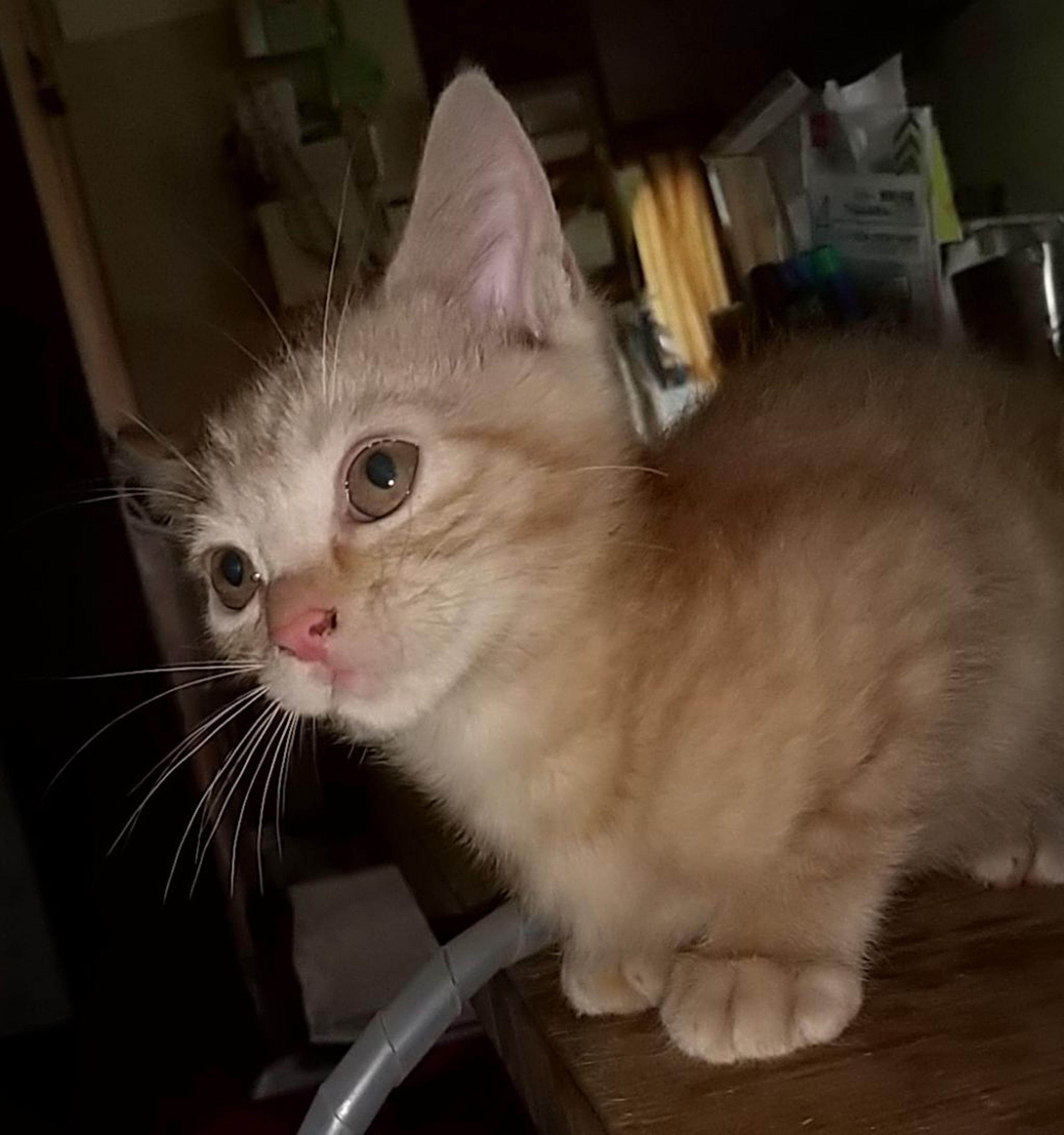 pet-image-3