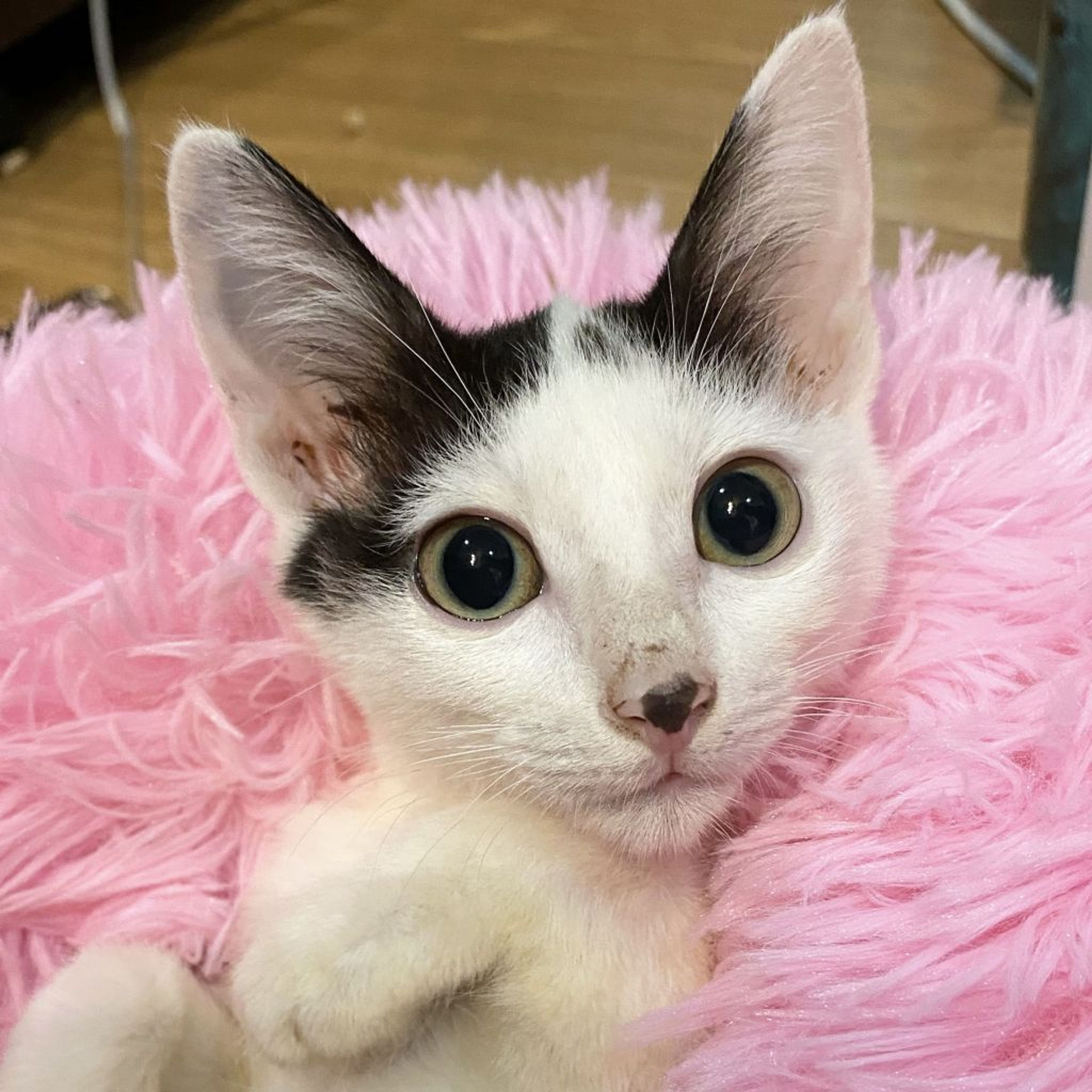 雑種（ミックス猫）・メスの里親募集の写真