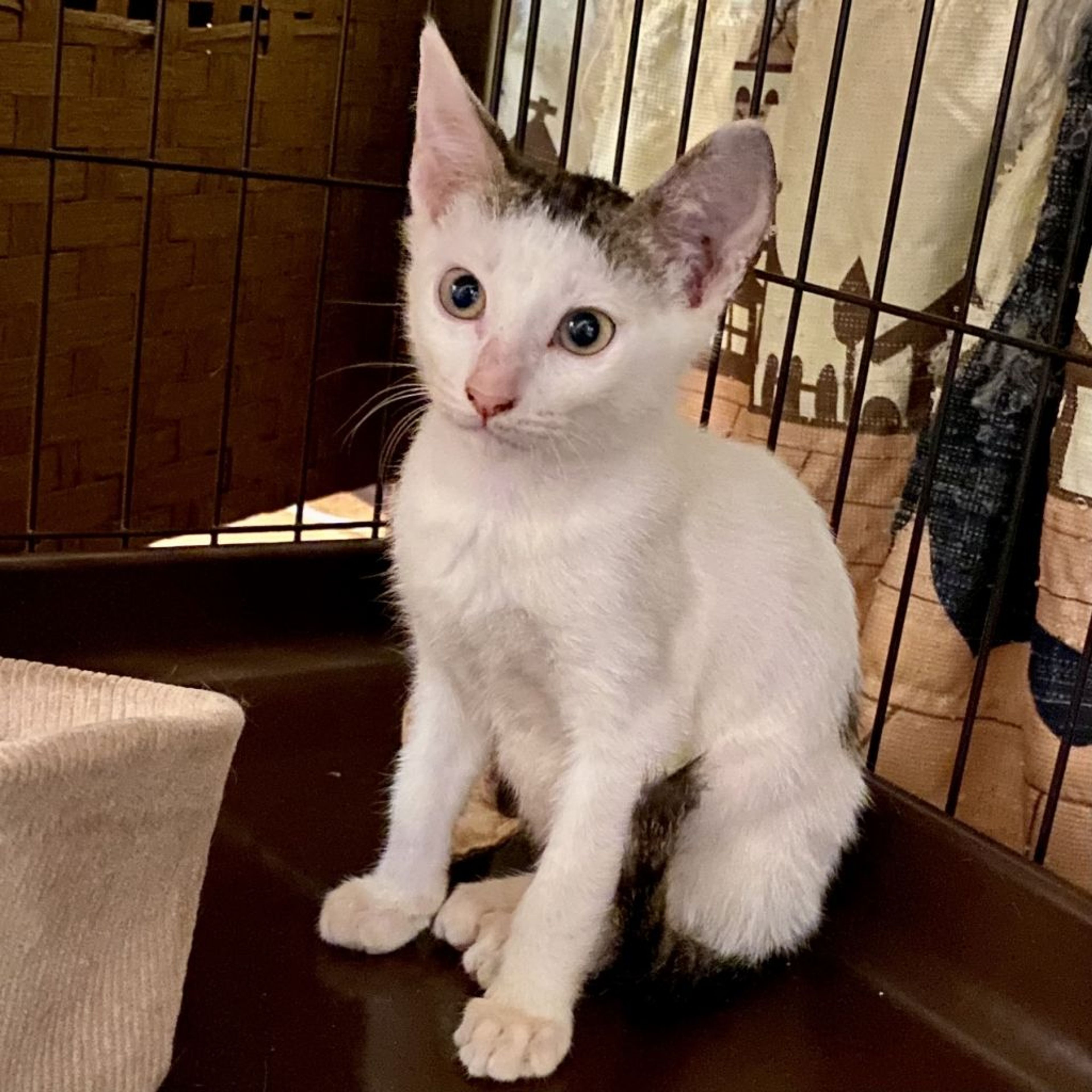 pet-image-5