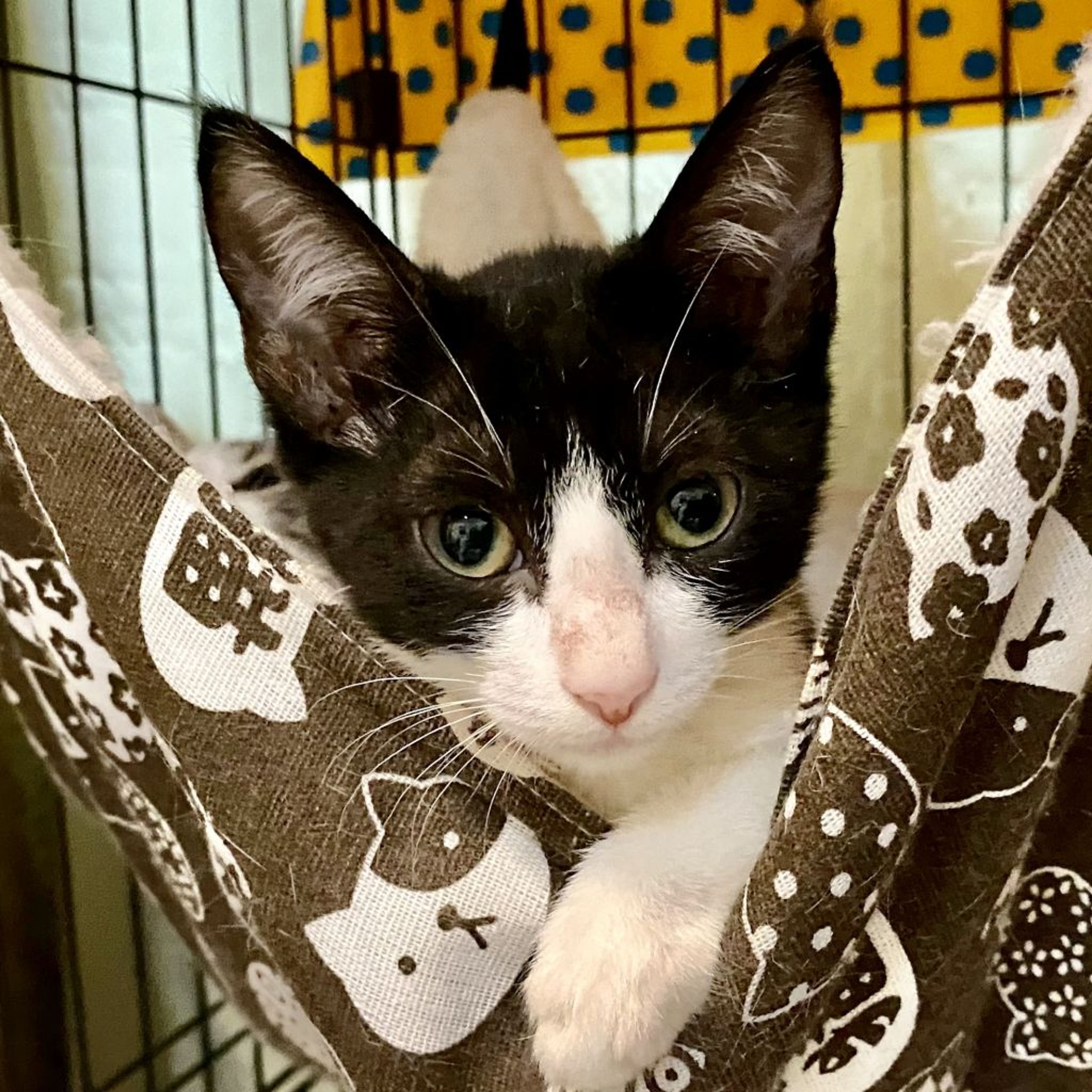 pet-image-8
