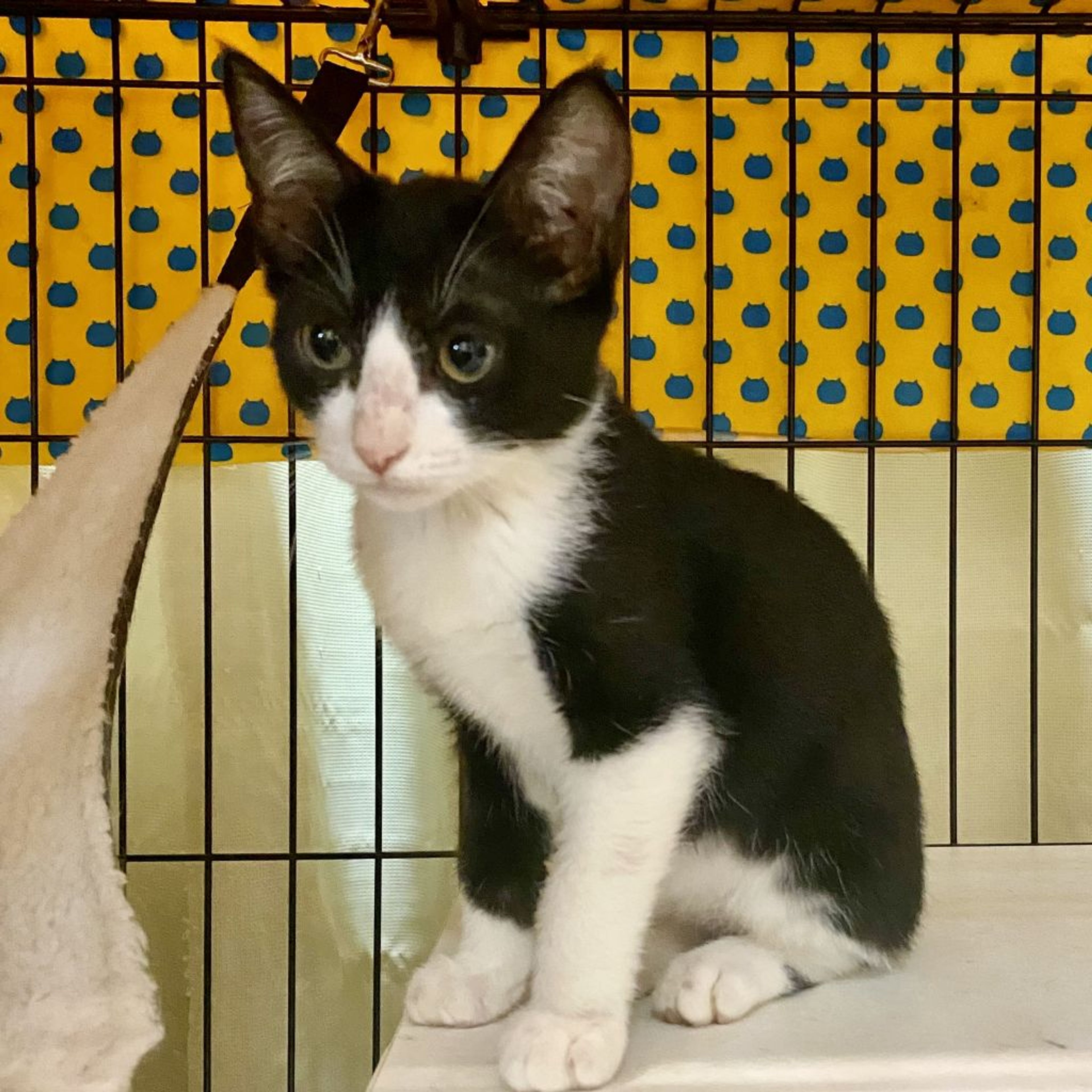 pet-image-9