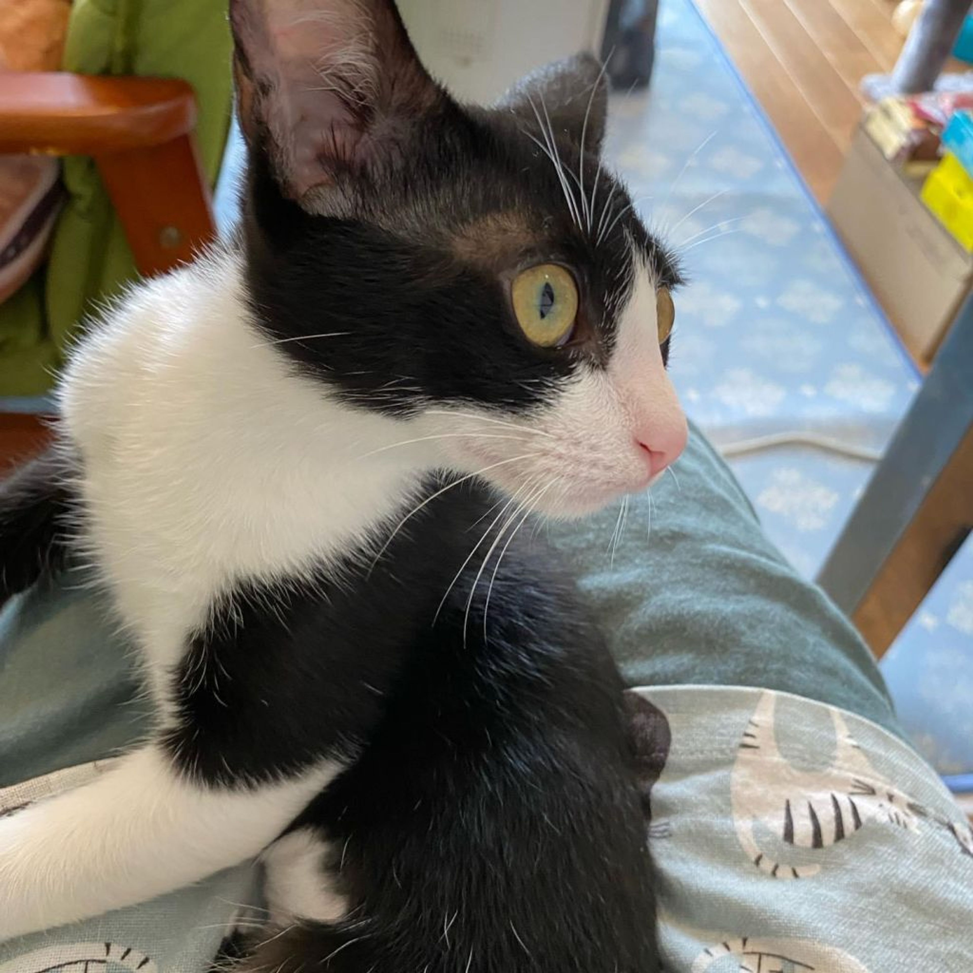 pet-image-2