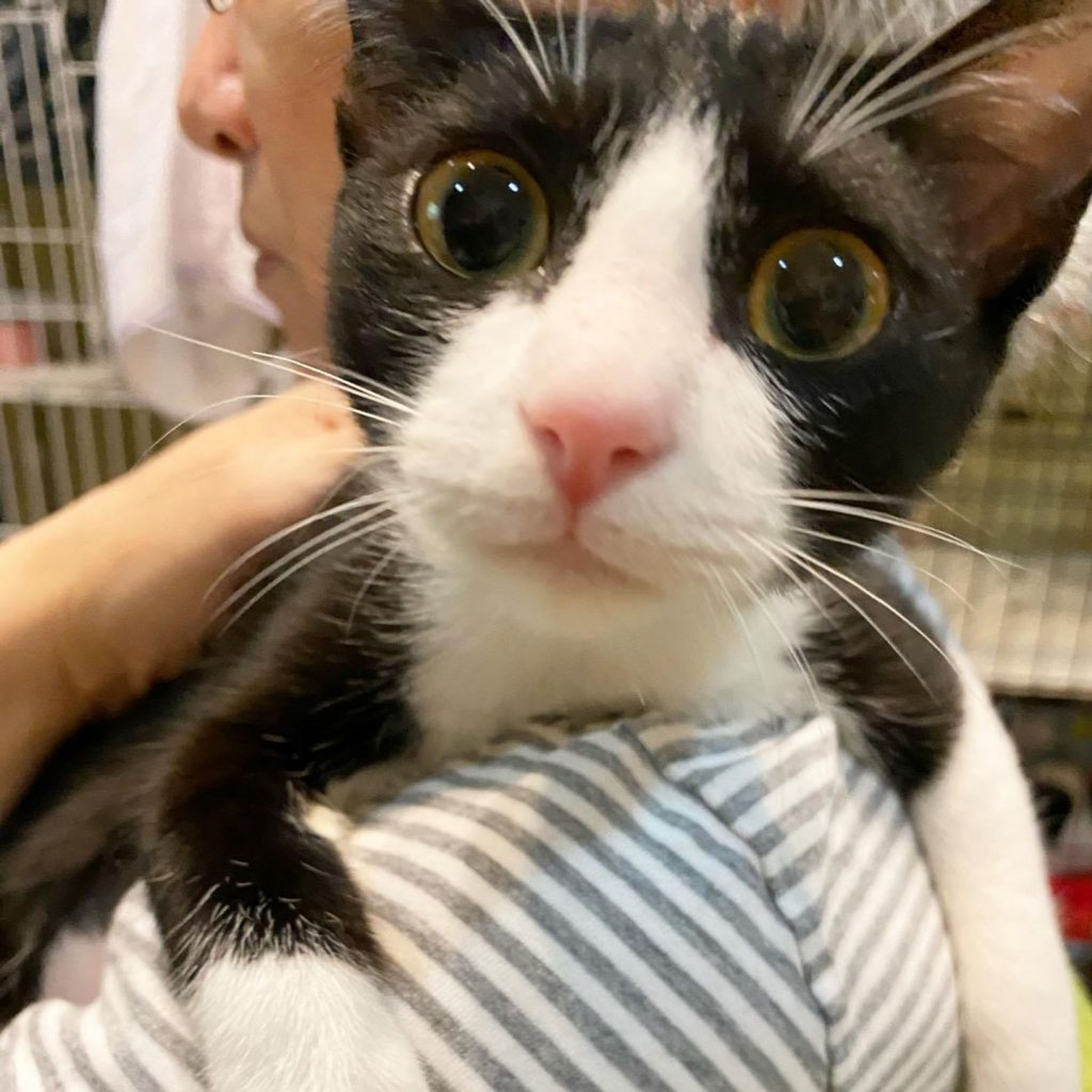 pet-image-3