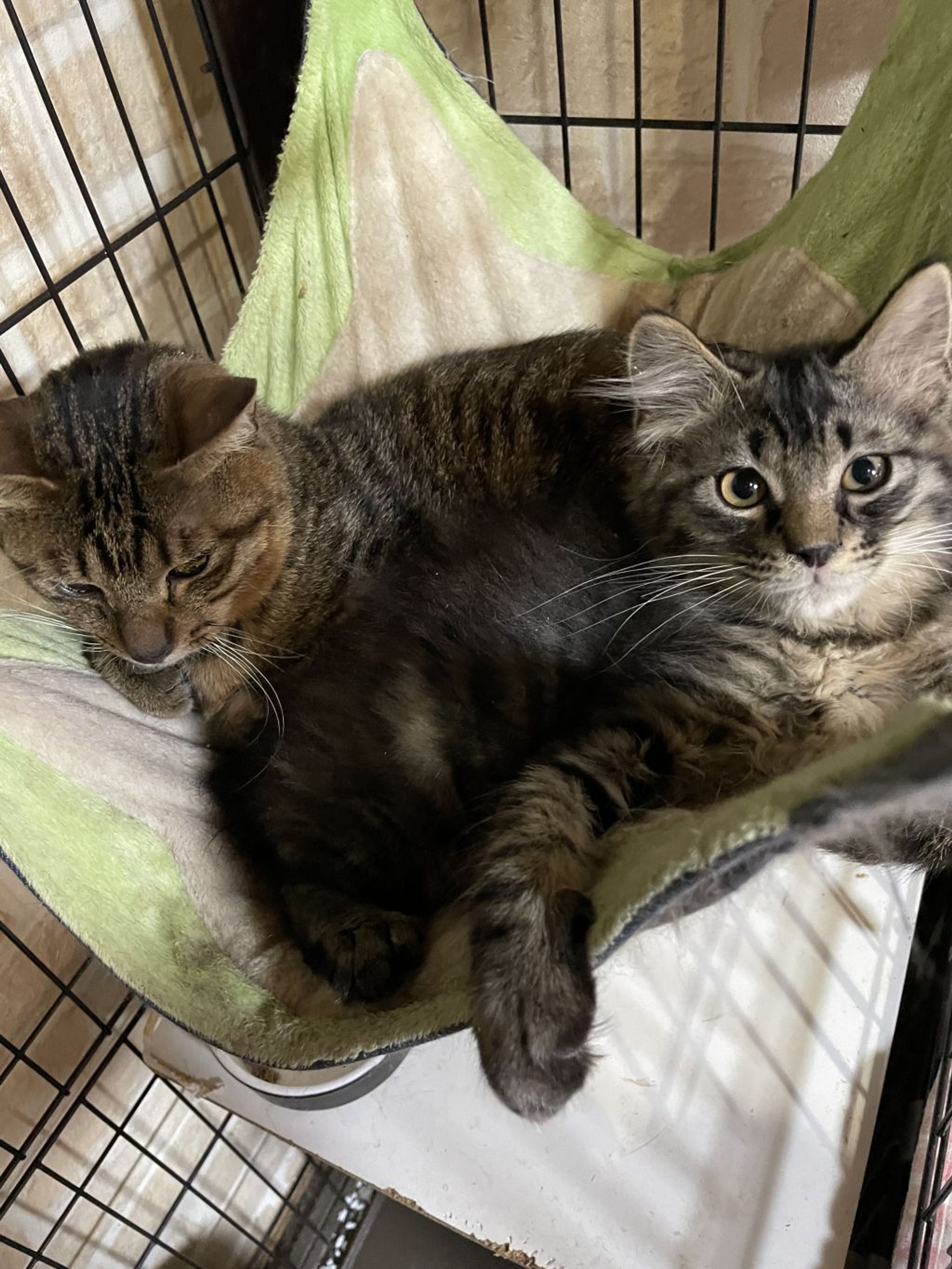 pet-image-3