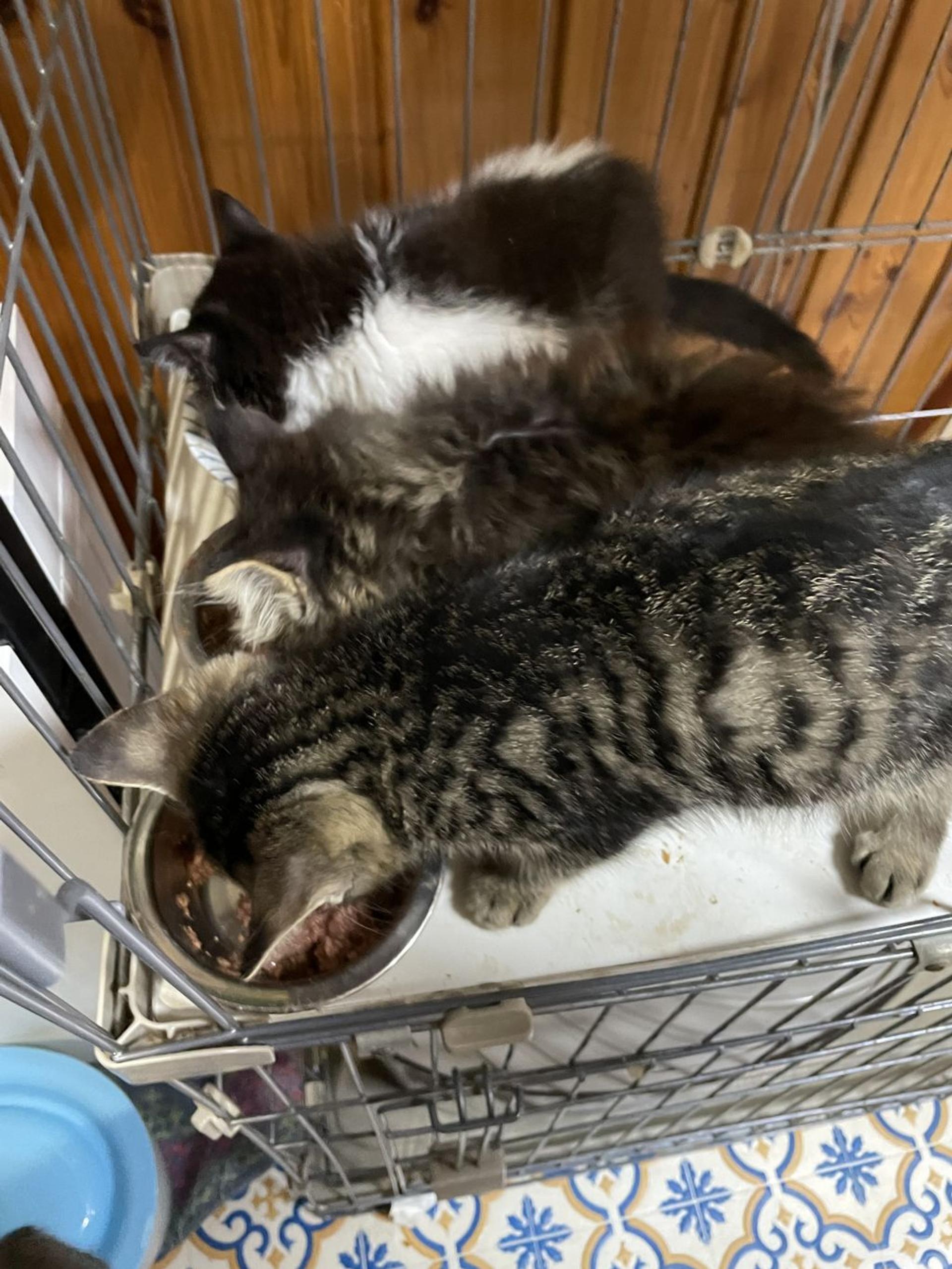 pet-image-4