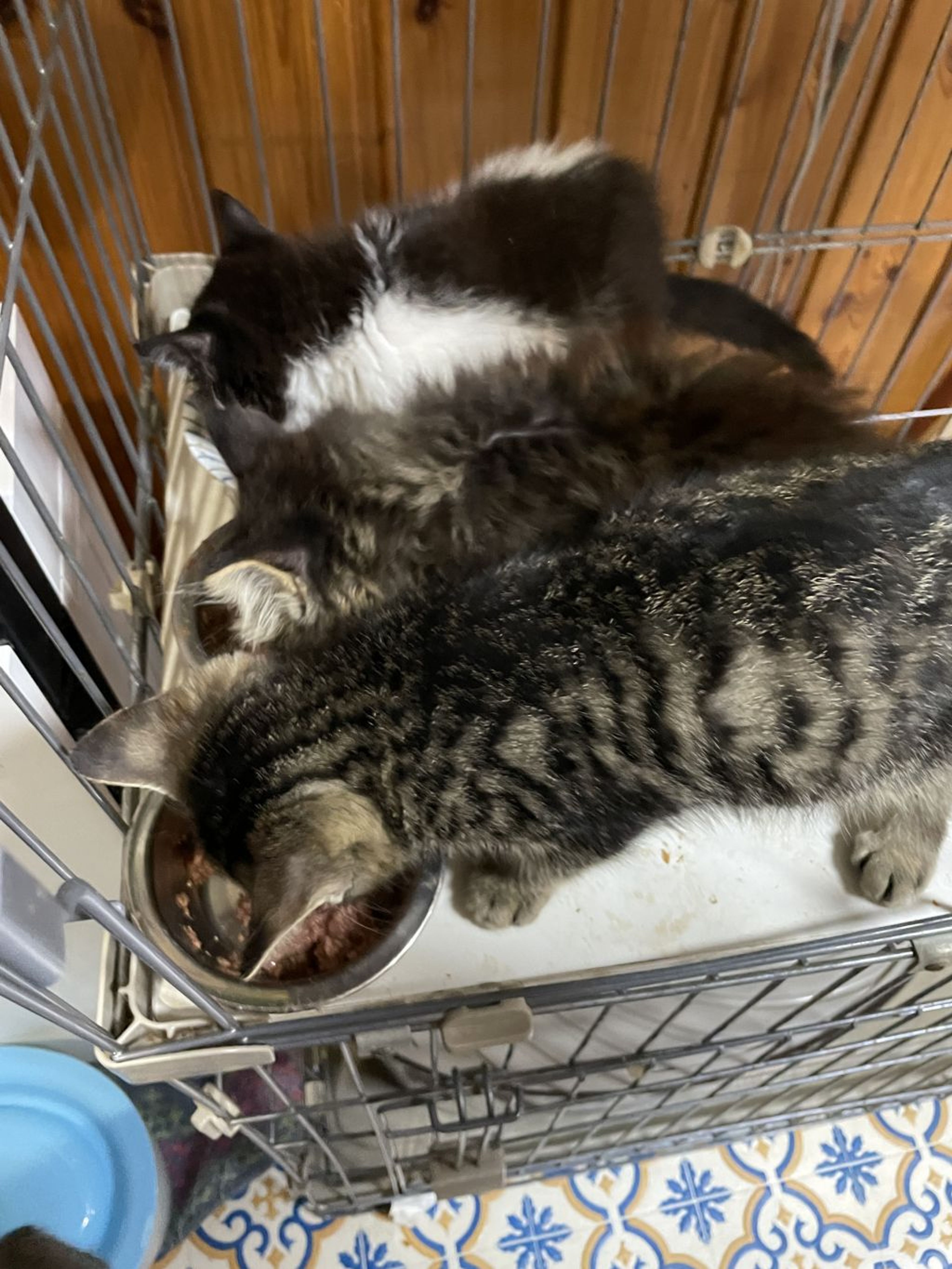 pet-image-4