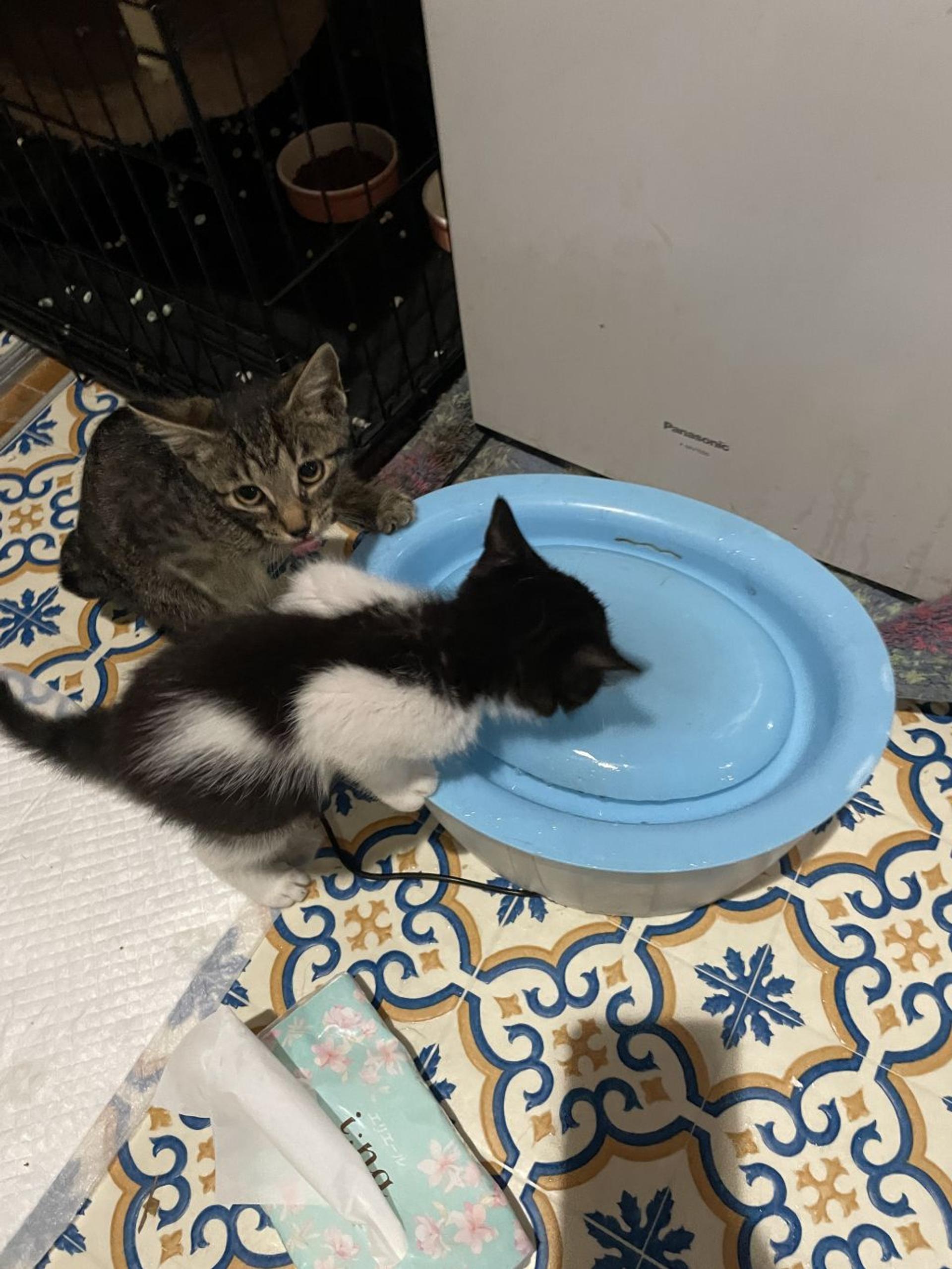 pet-image-3