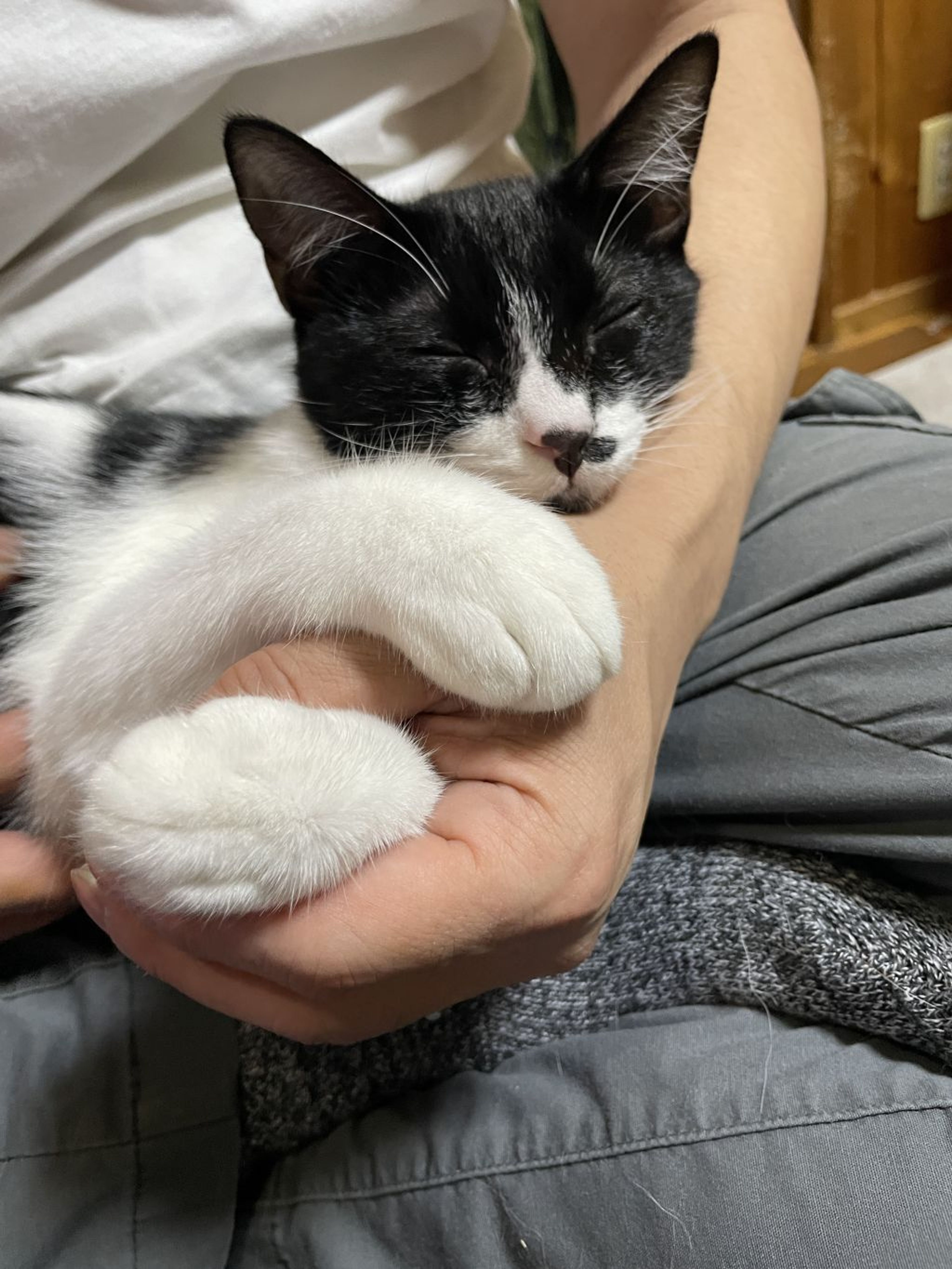 pet-image-3