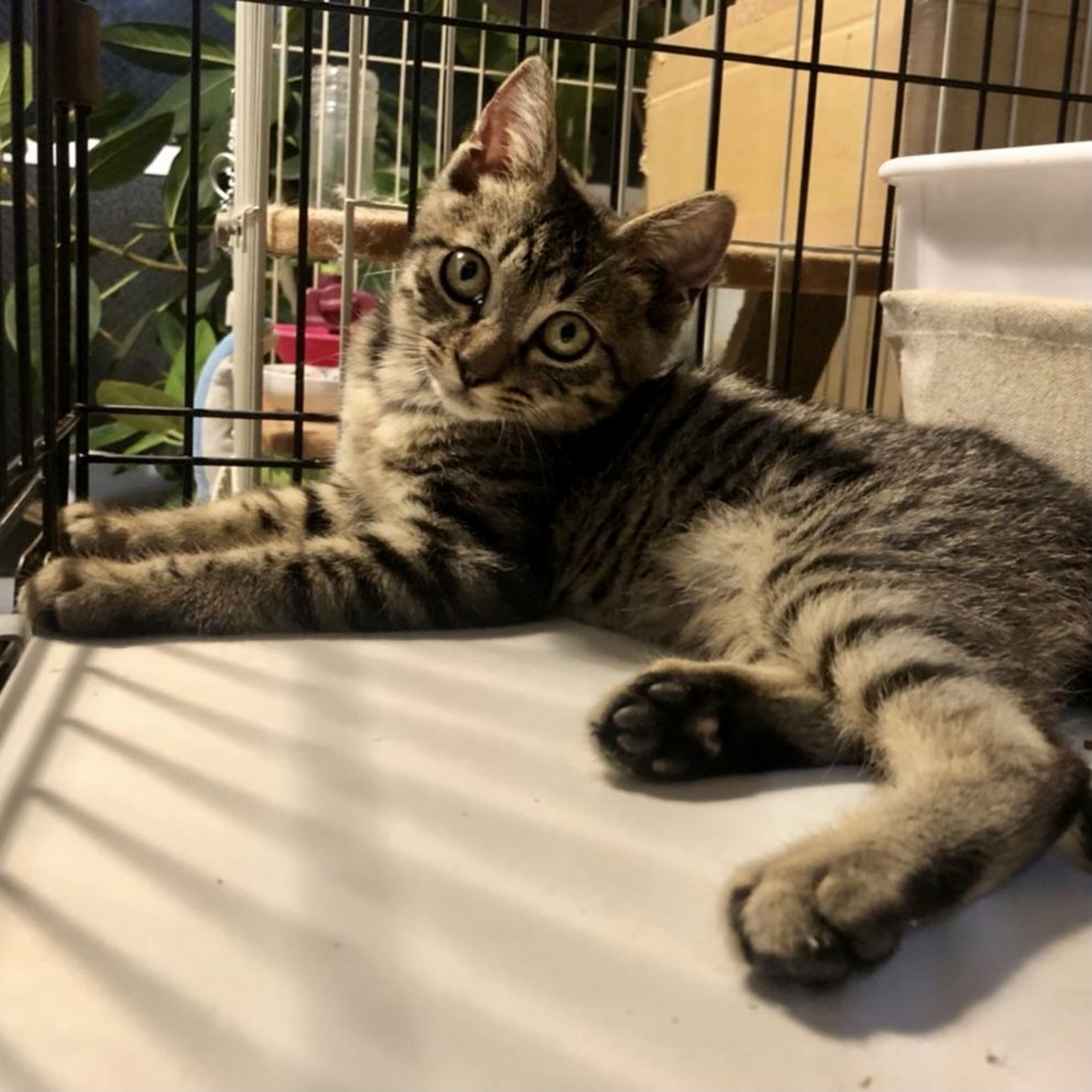 pet-image-9