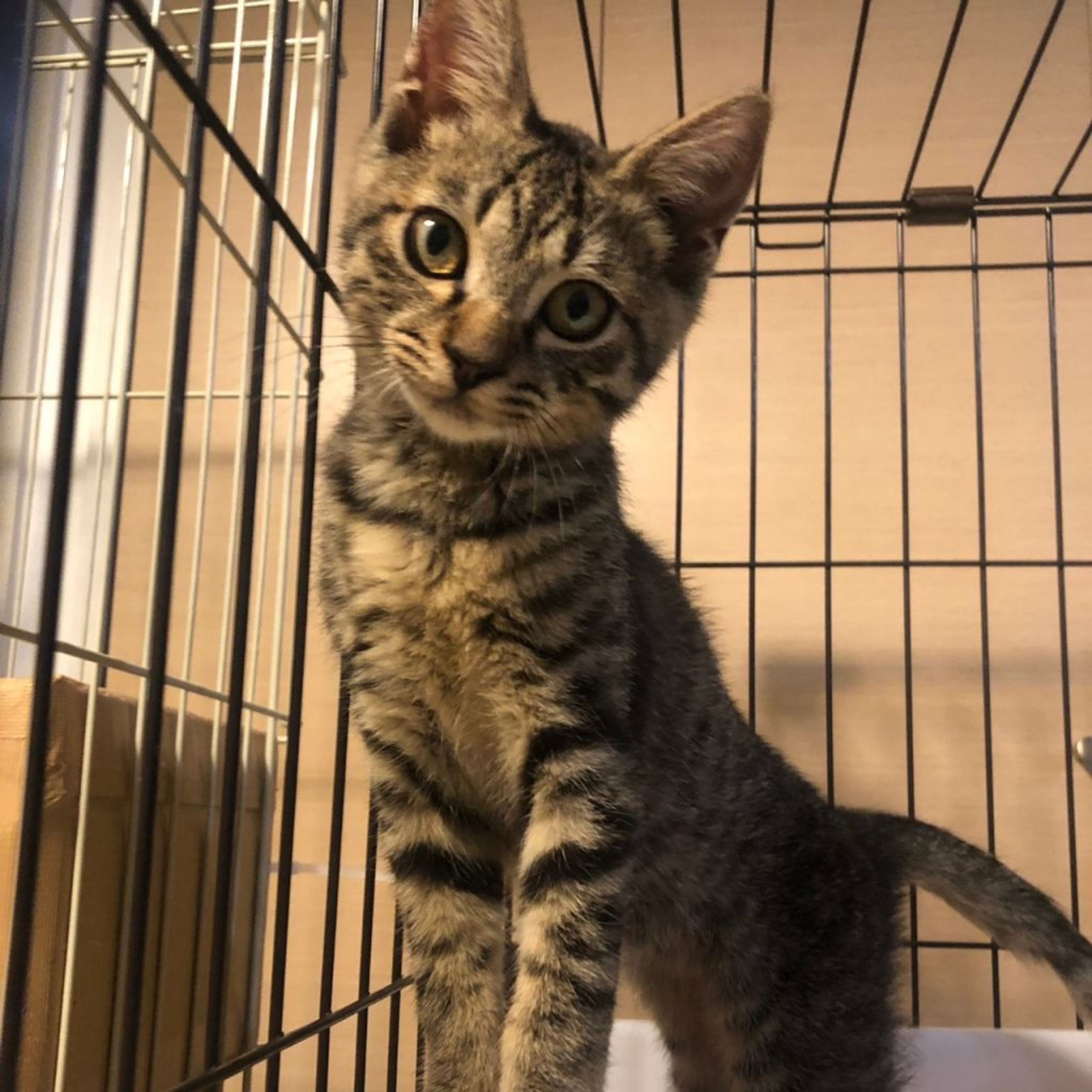 pet-image-8