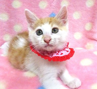ハイジちゃんの写真