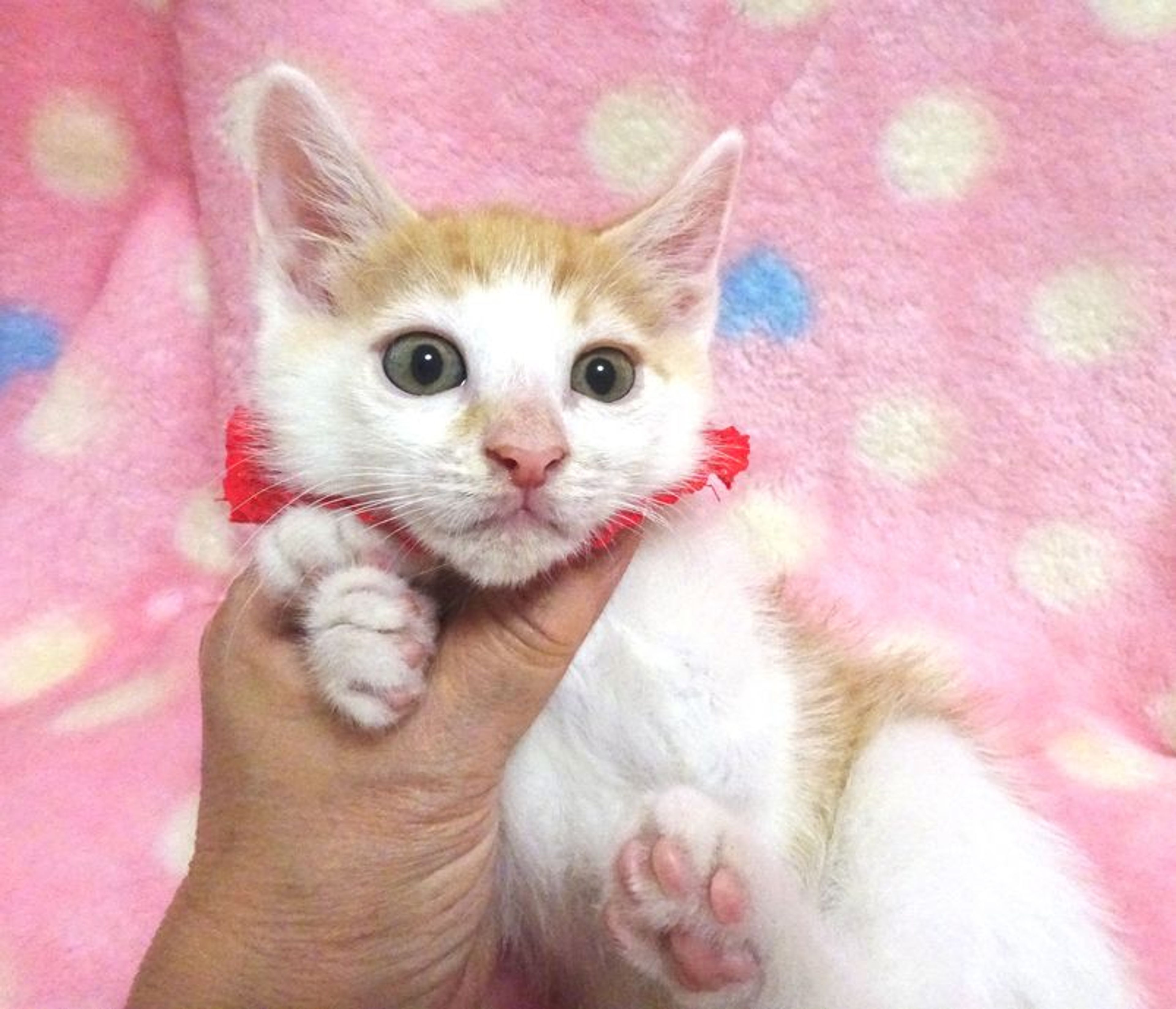 pet-image-2