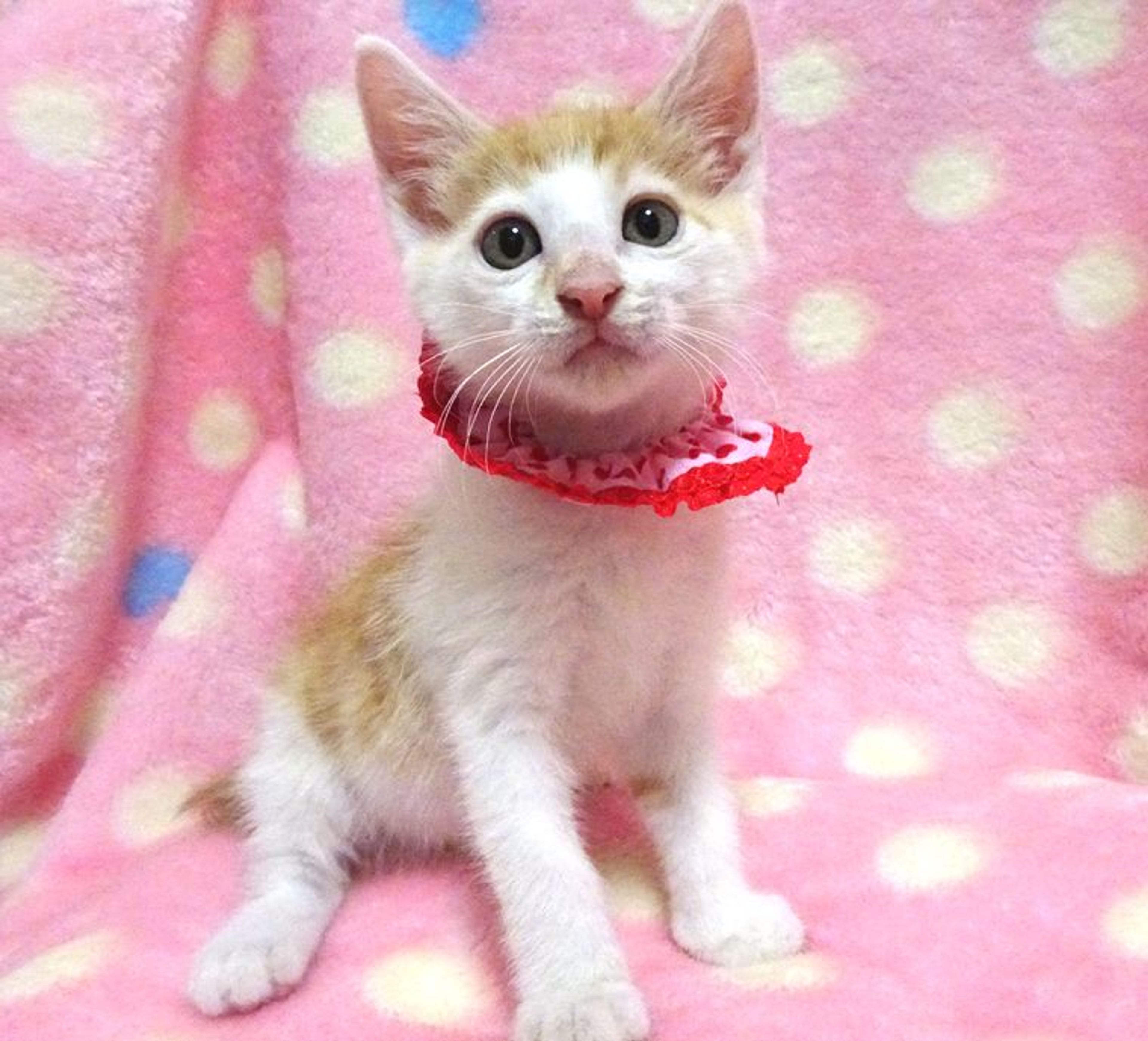 pet-image-3