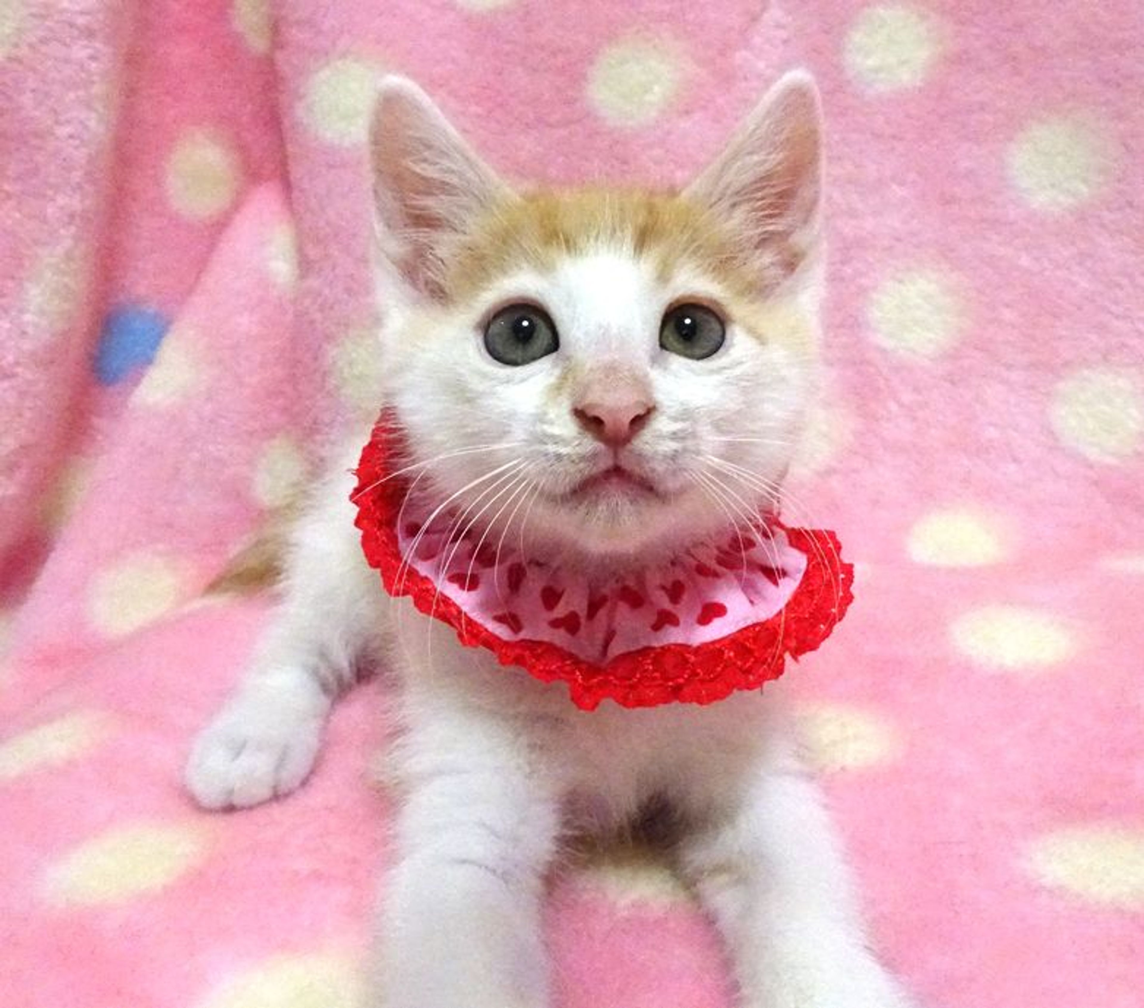 pet-image-4