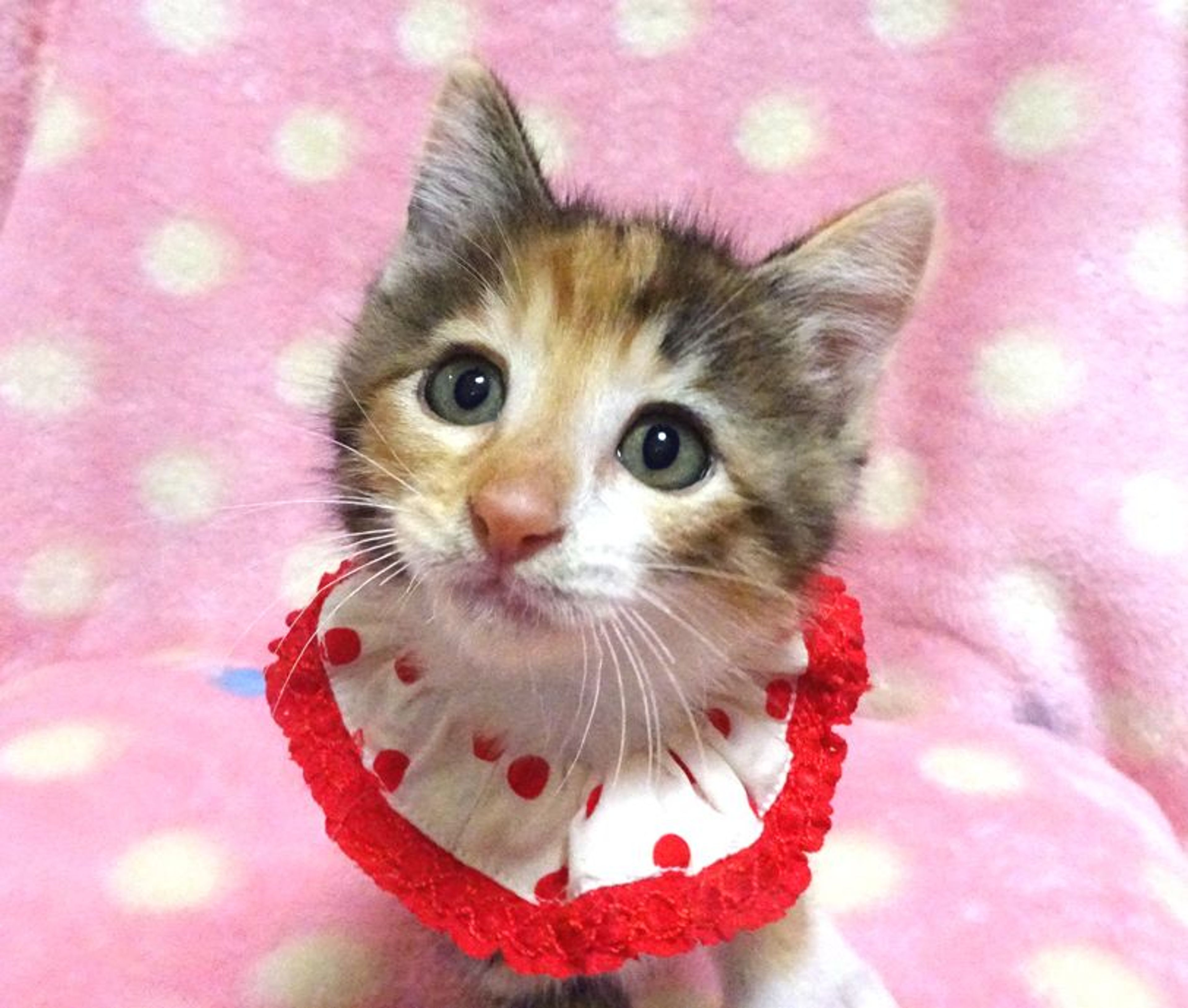 雑種（ミックス猫）・メスの里親募集の写真
