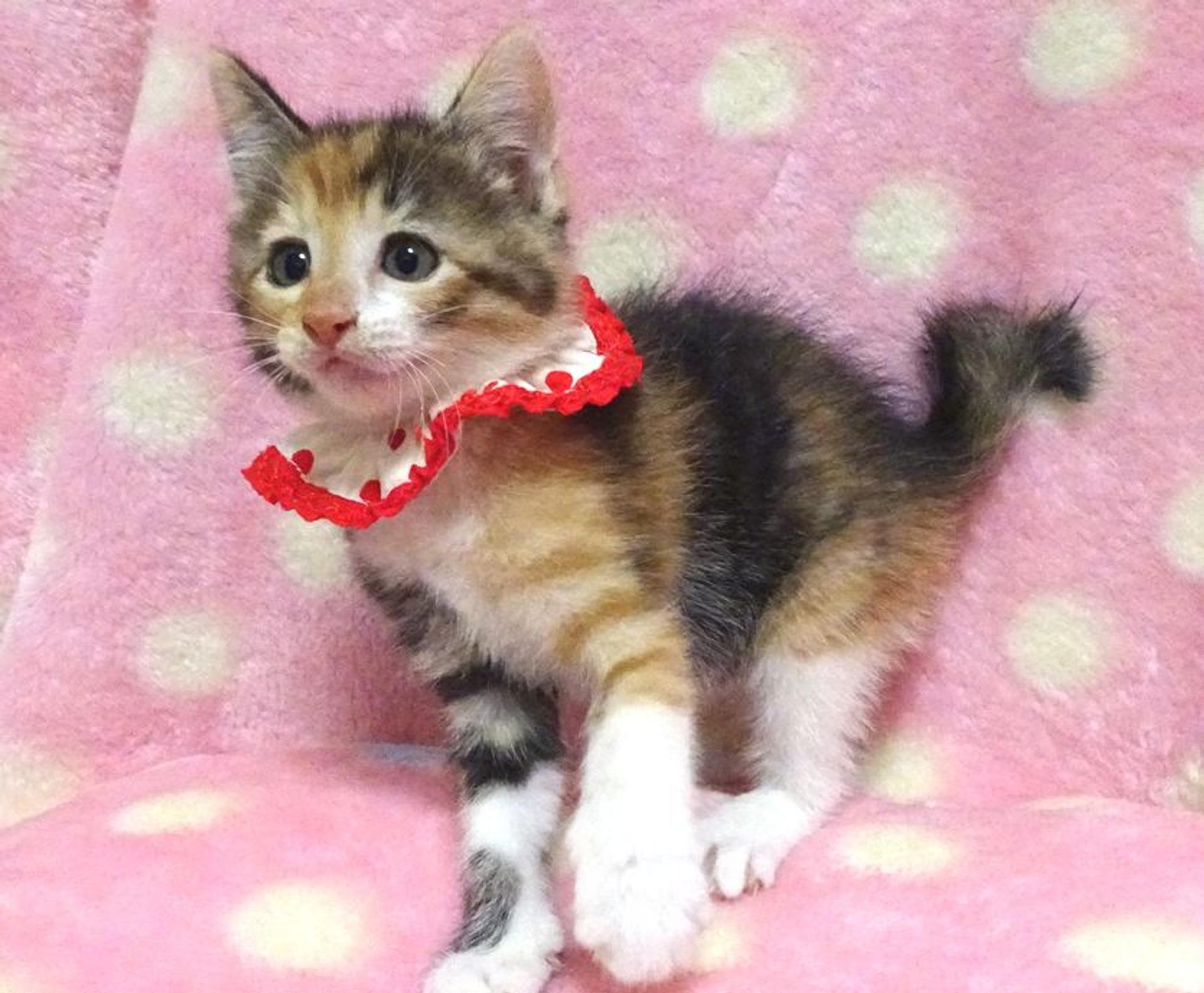 pet-image-2