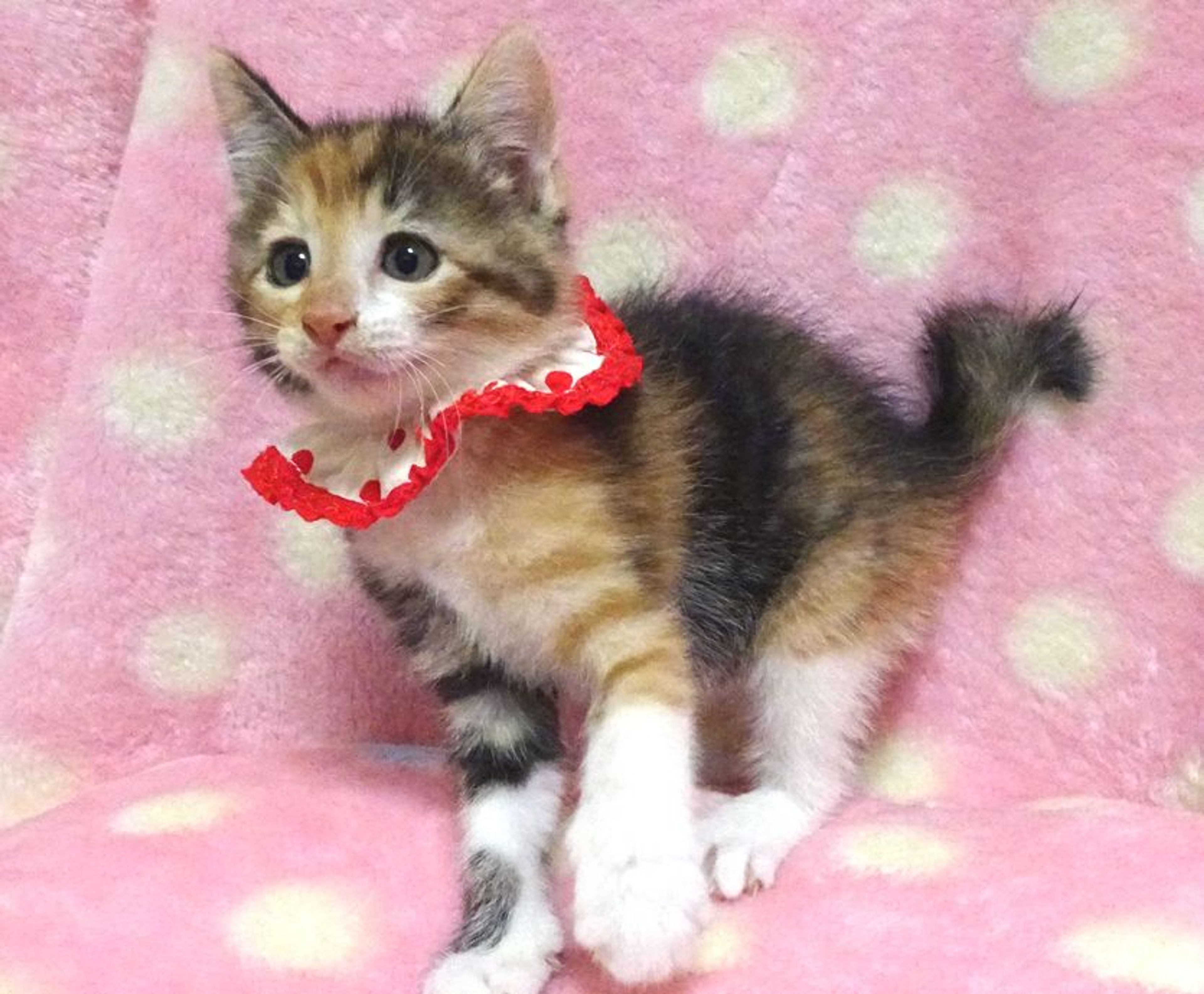 pet-image-2