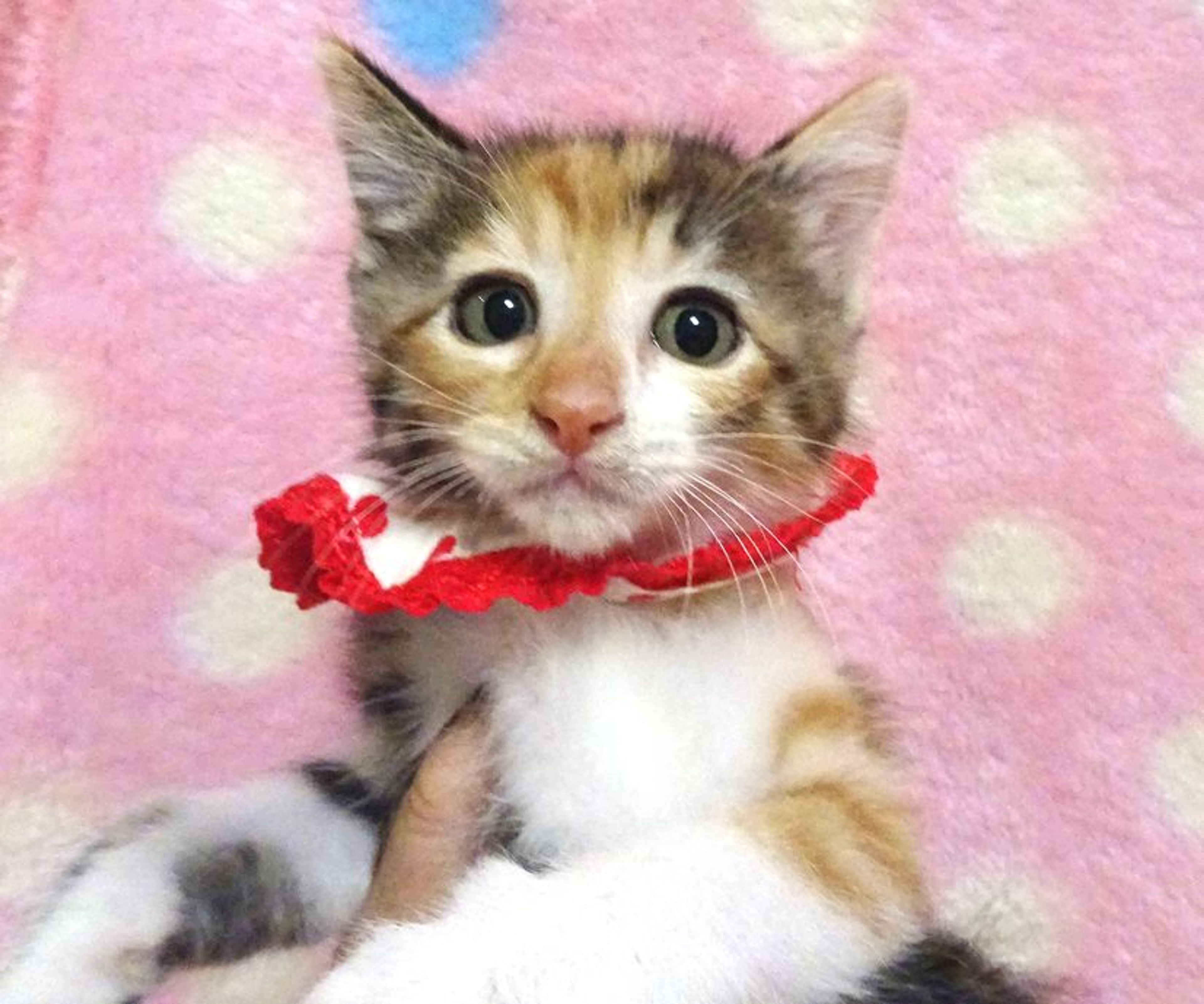 pet-image-3