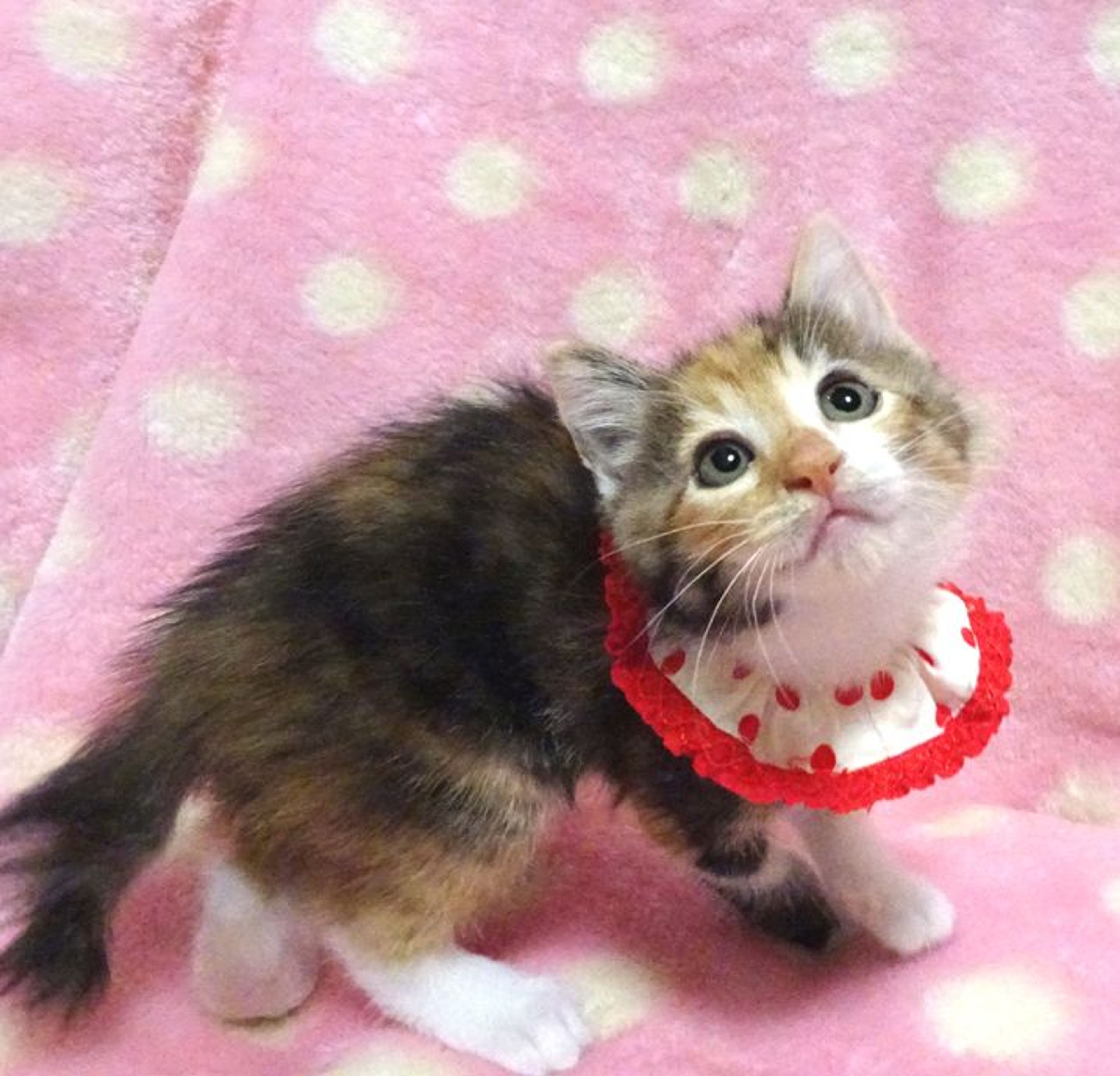 pet-image-4