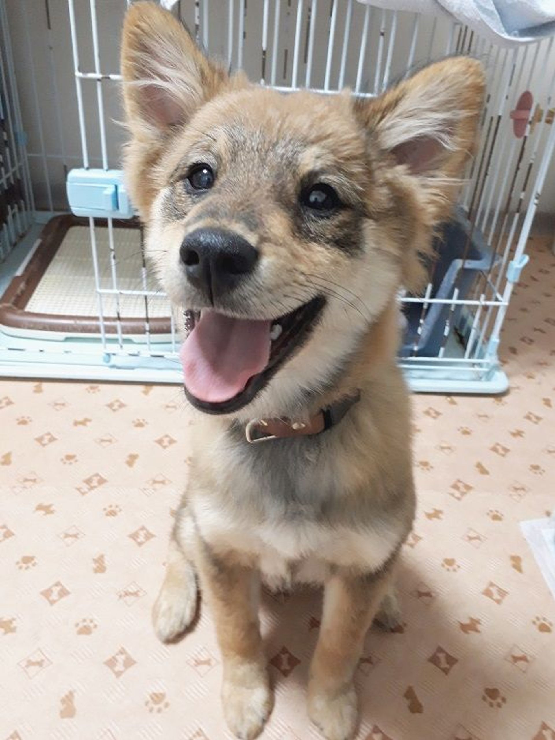 雑種（ミックス犬）・メスの里親募集の写真
