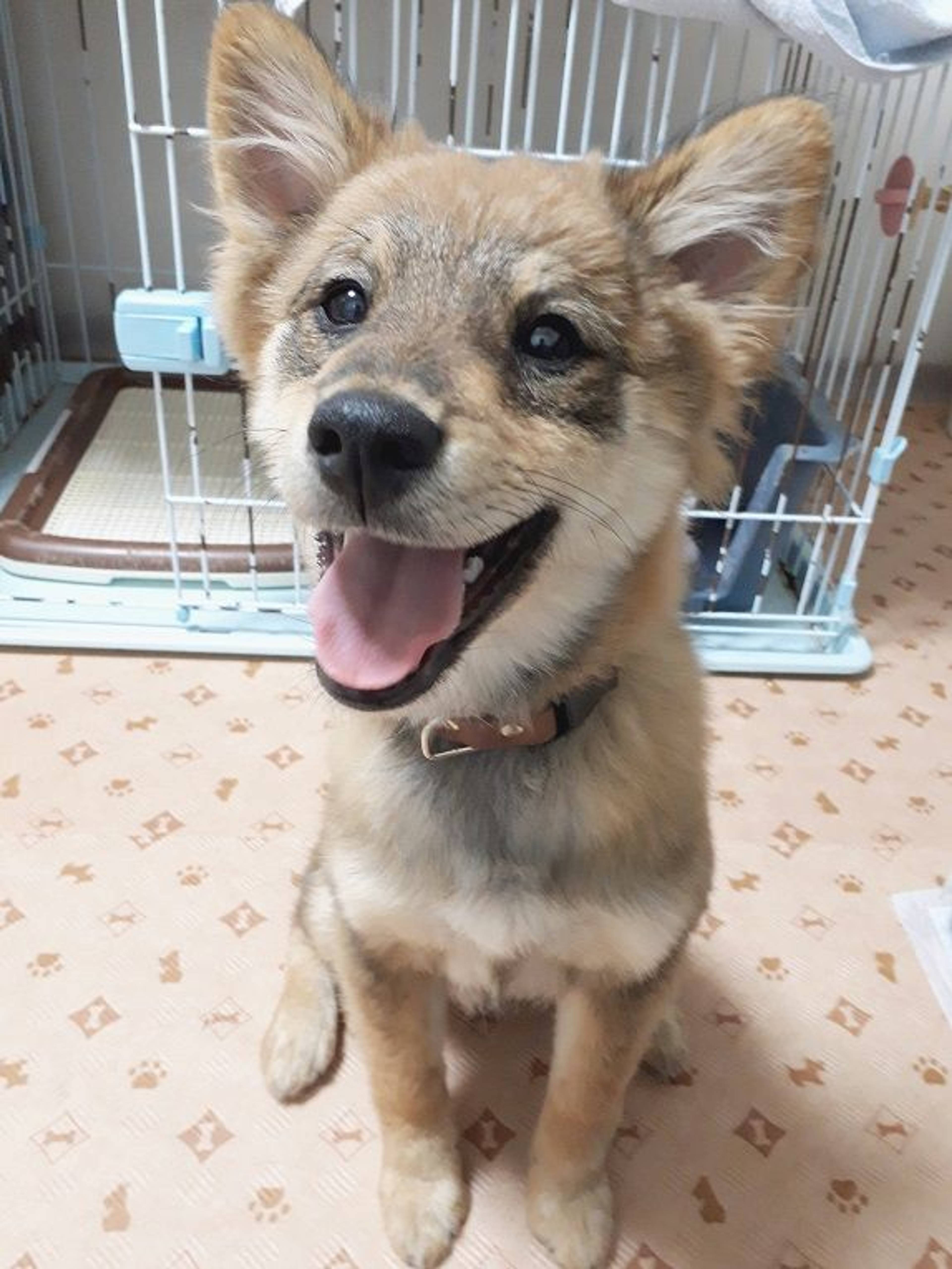 雑種（ミックス犬）・メスの里親募集の写真
