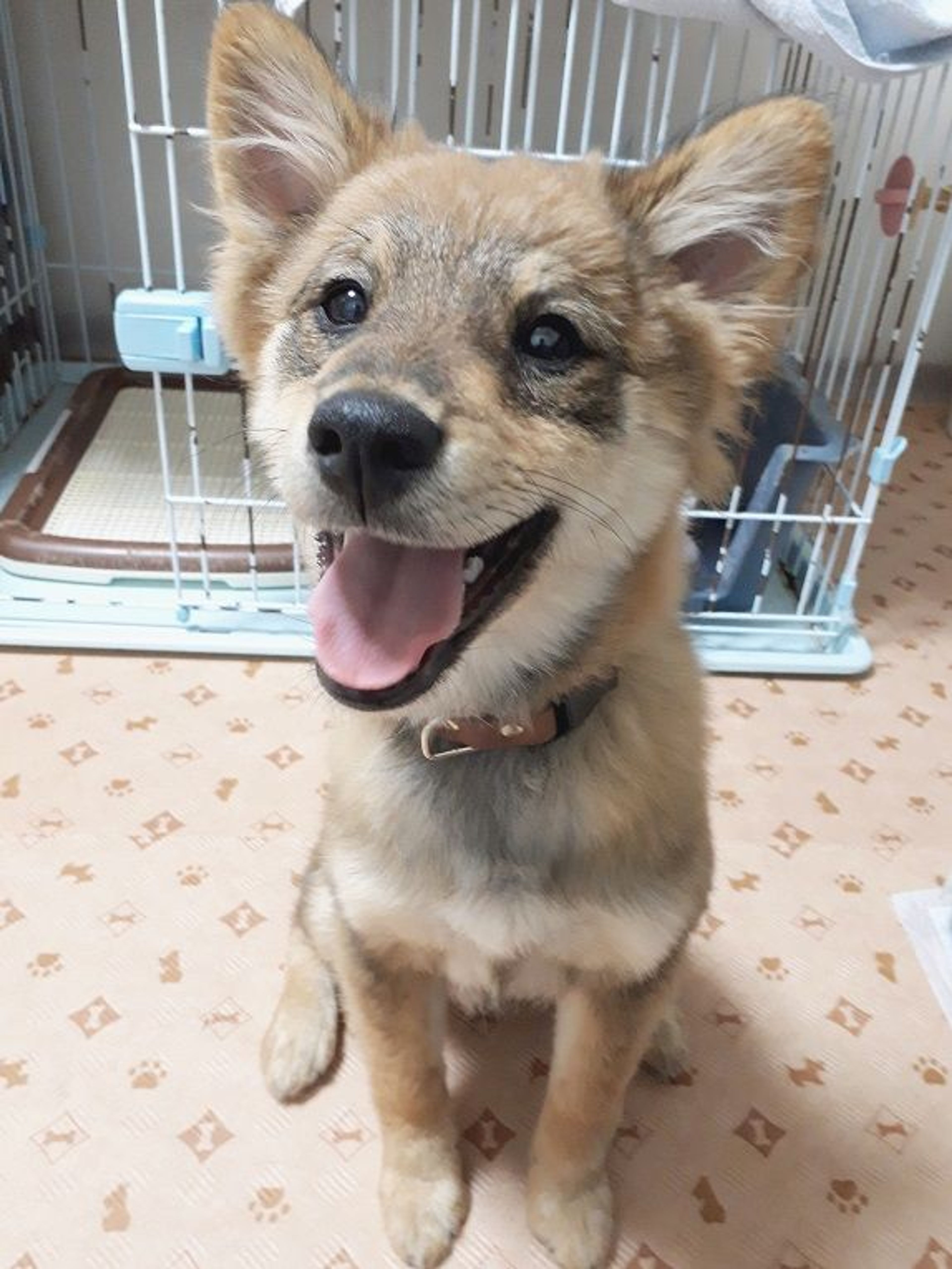 雑種（ミックス犬）・メスの里親募集の写真