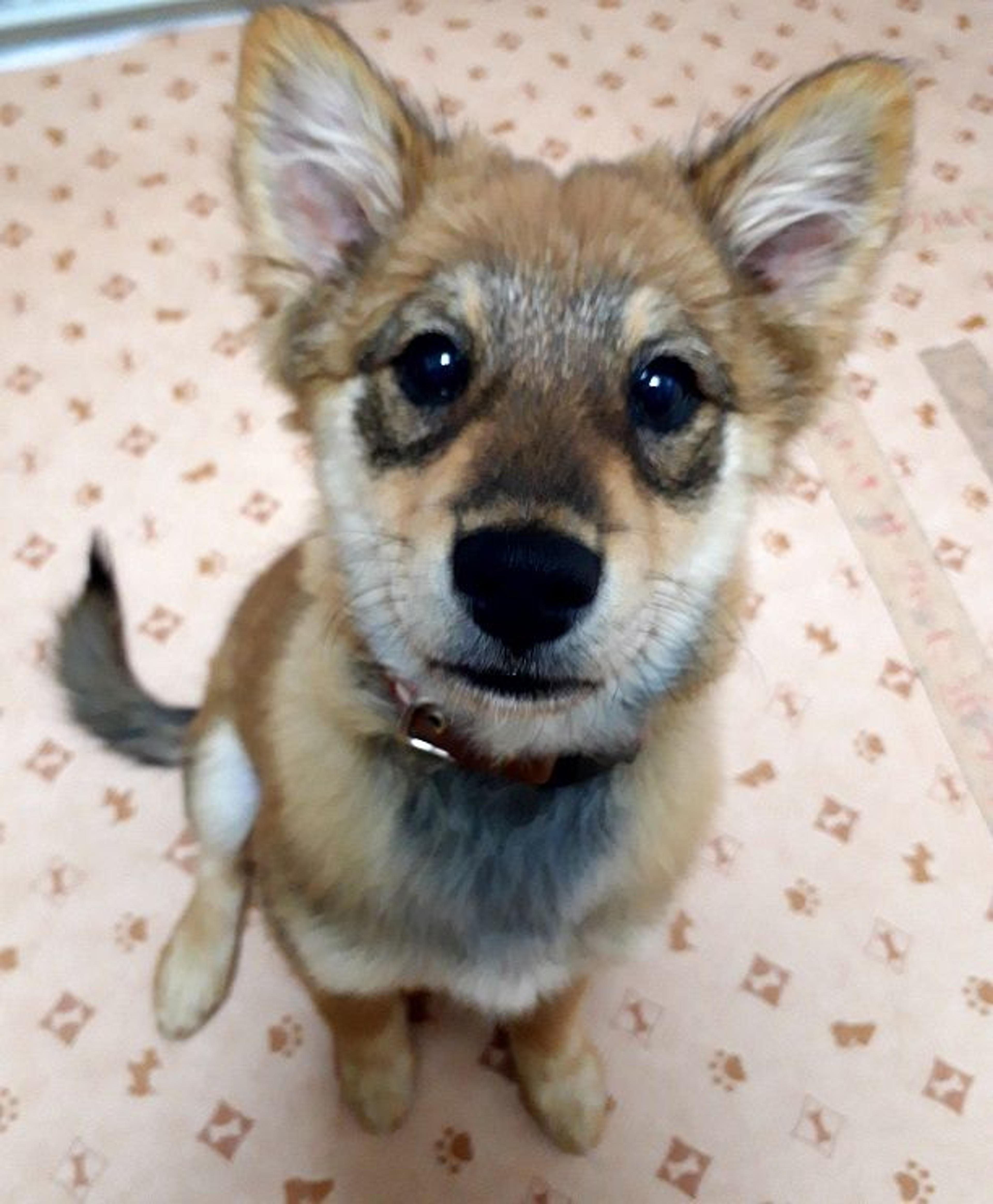 pet-image-2