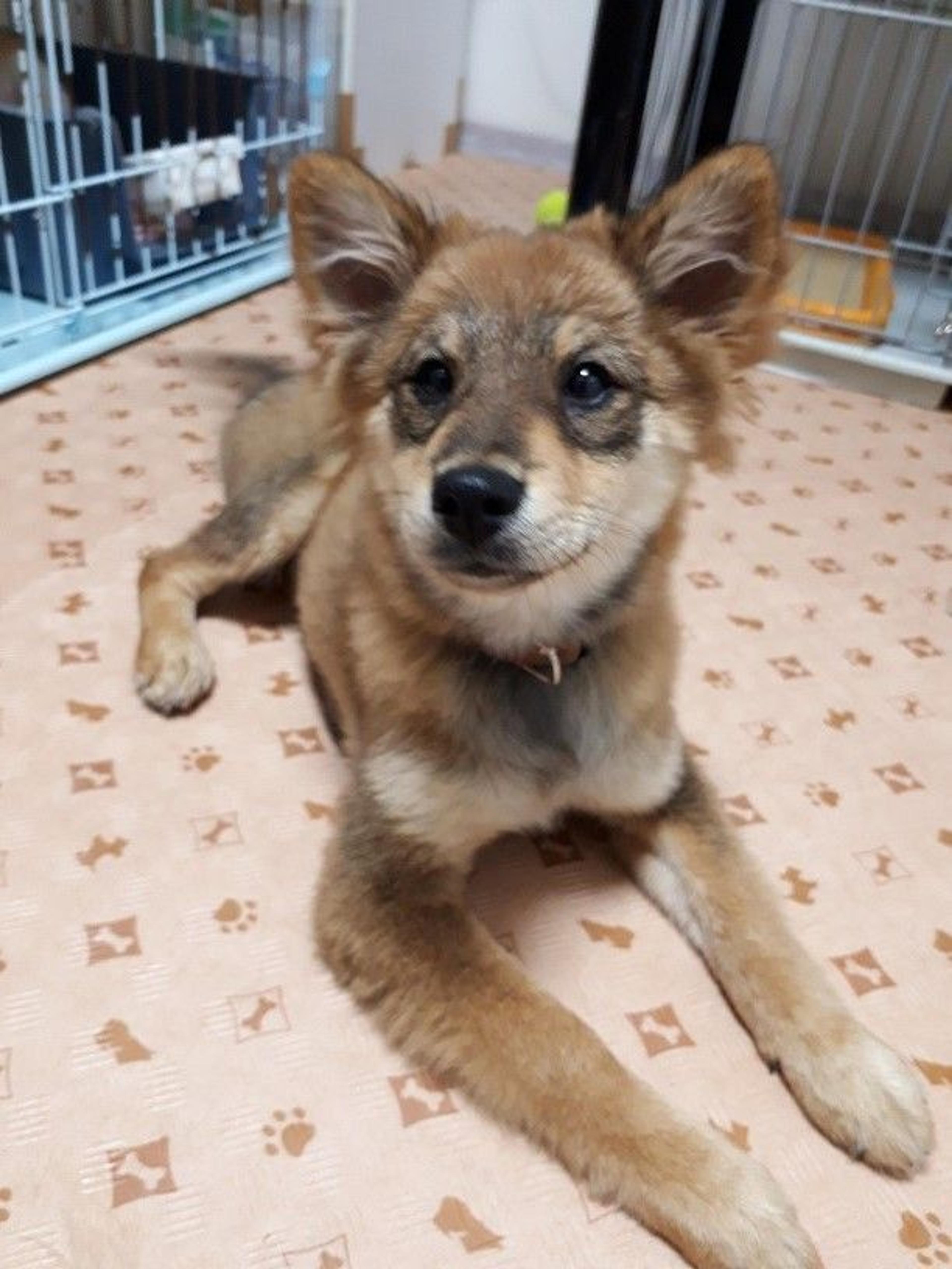 pet-image-3
