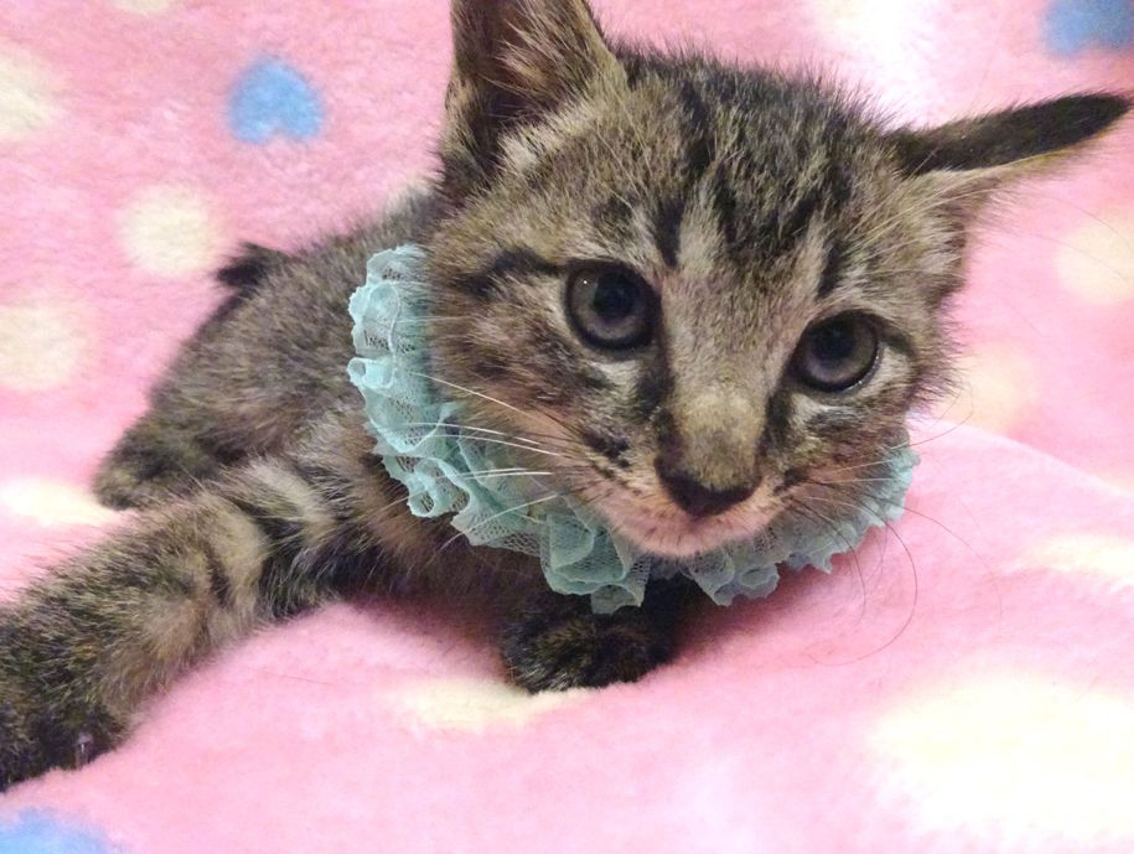 pet-image-2