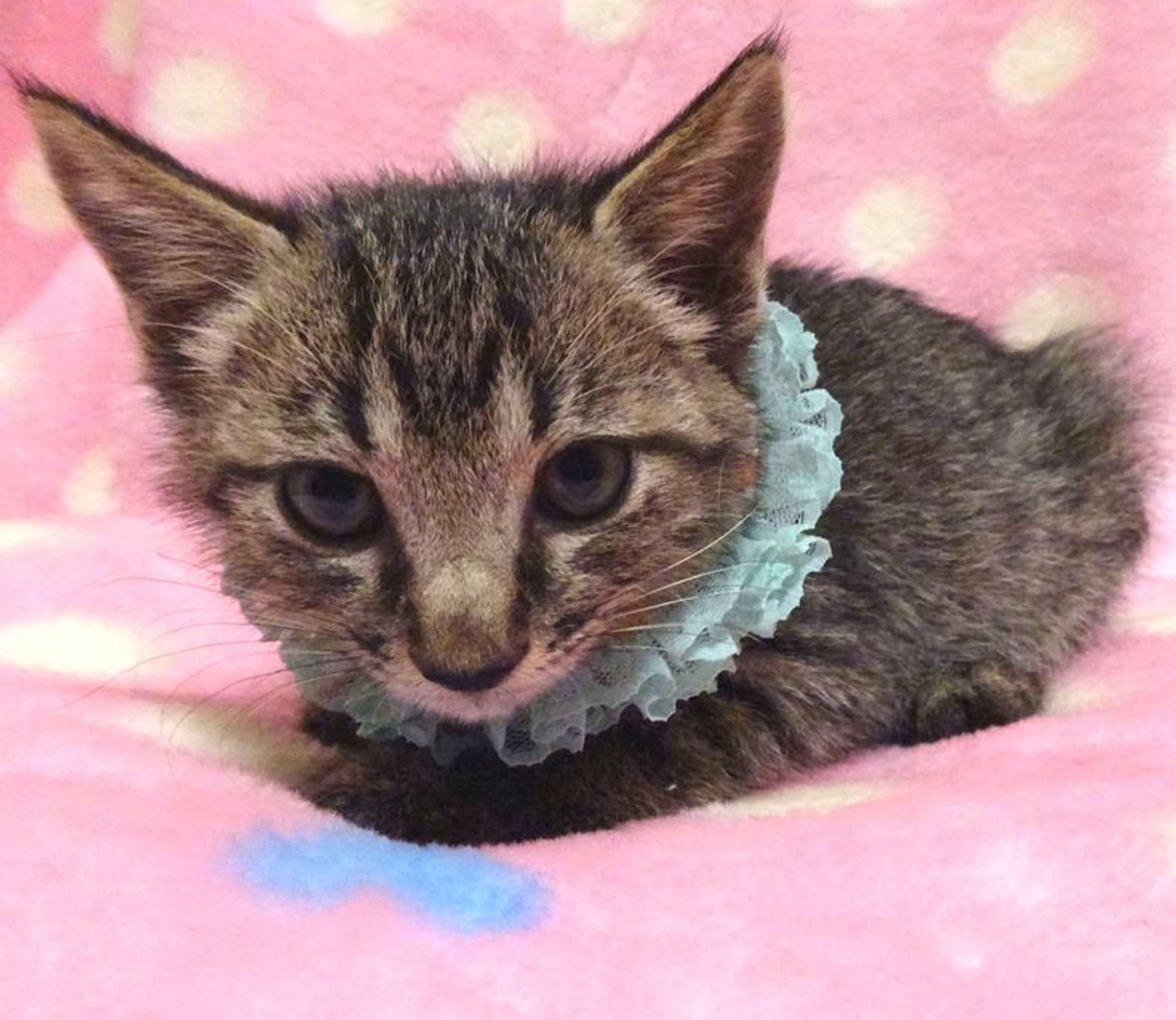 pet-image-4