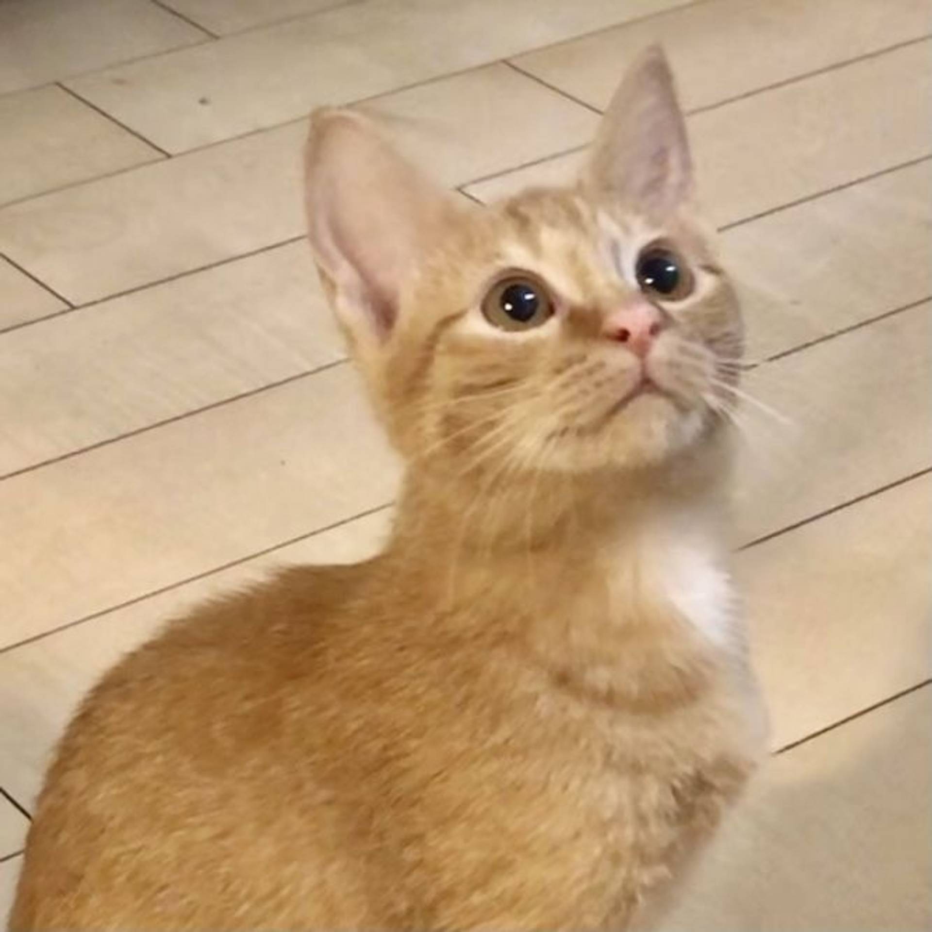 雑種（ミックス猫）・メスの里親募集の写真