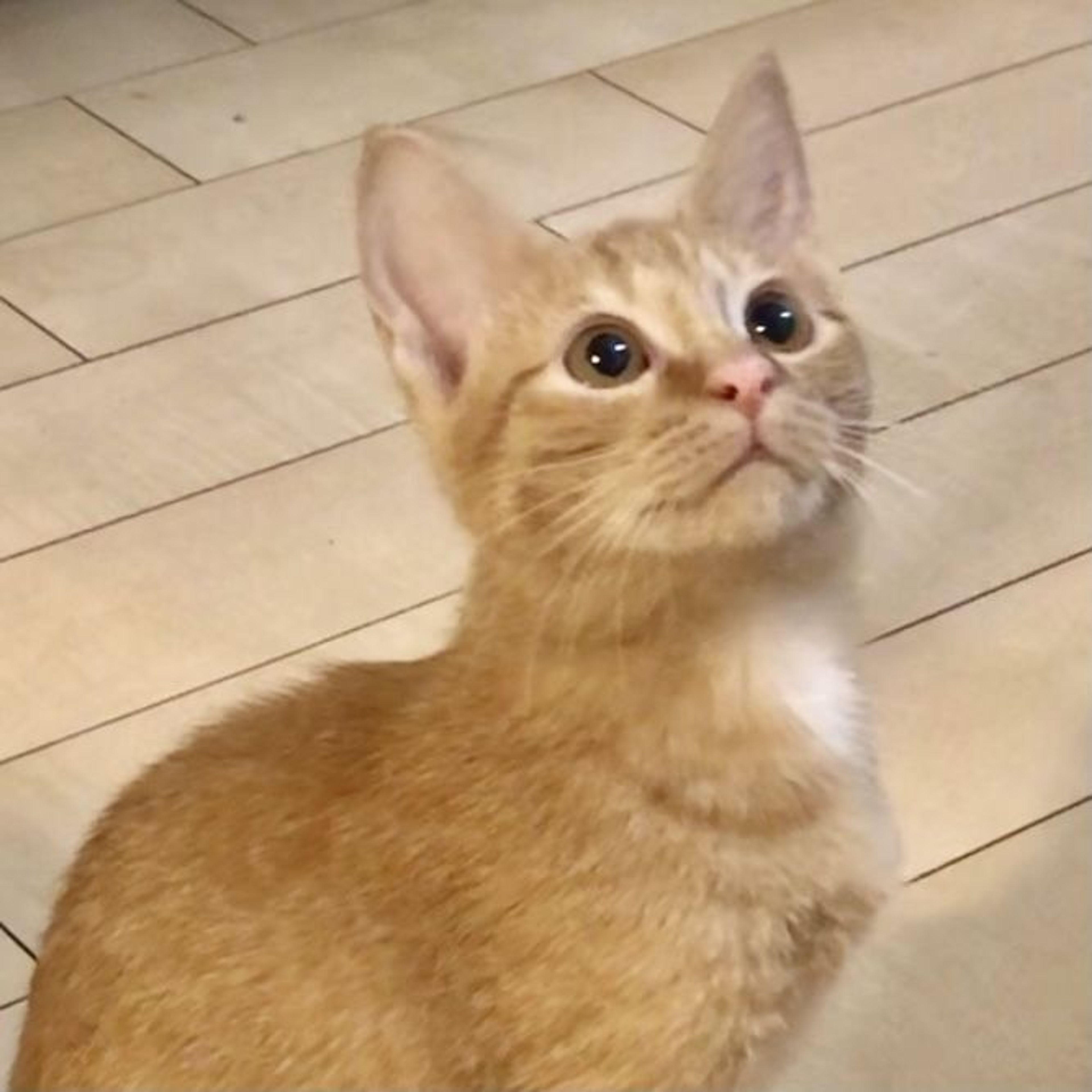 雑種（ミックス猫）・メスの里親募集の写真