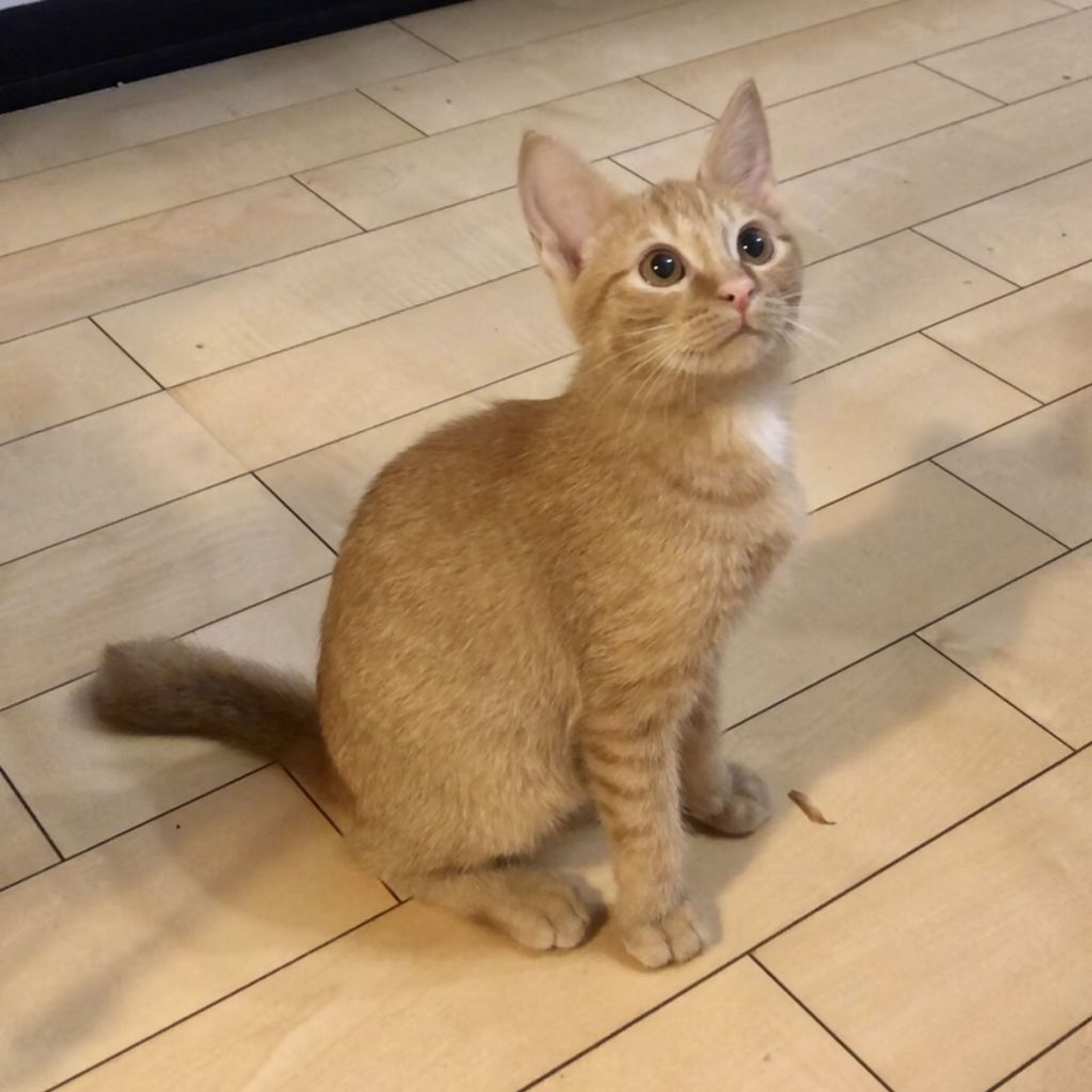 pet-image-2
