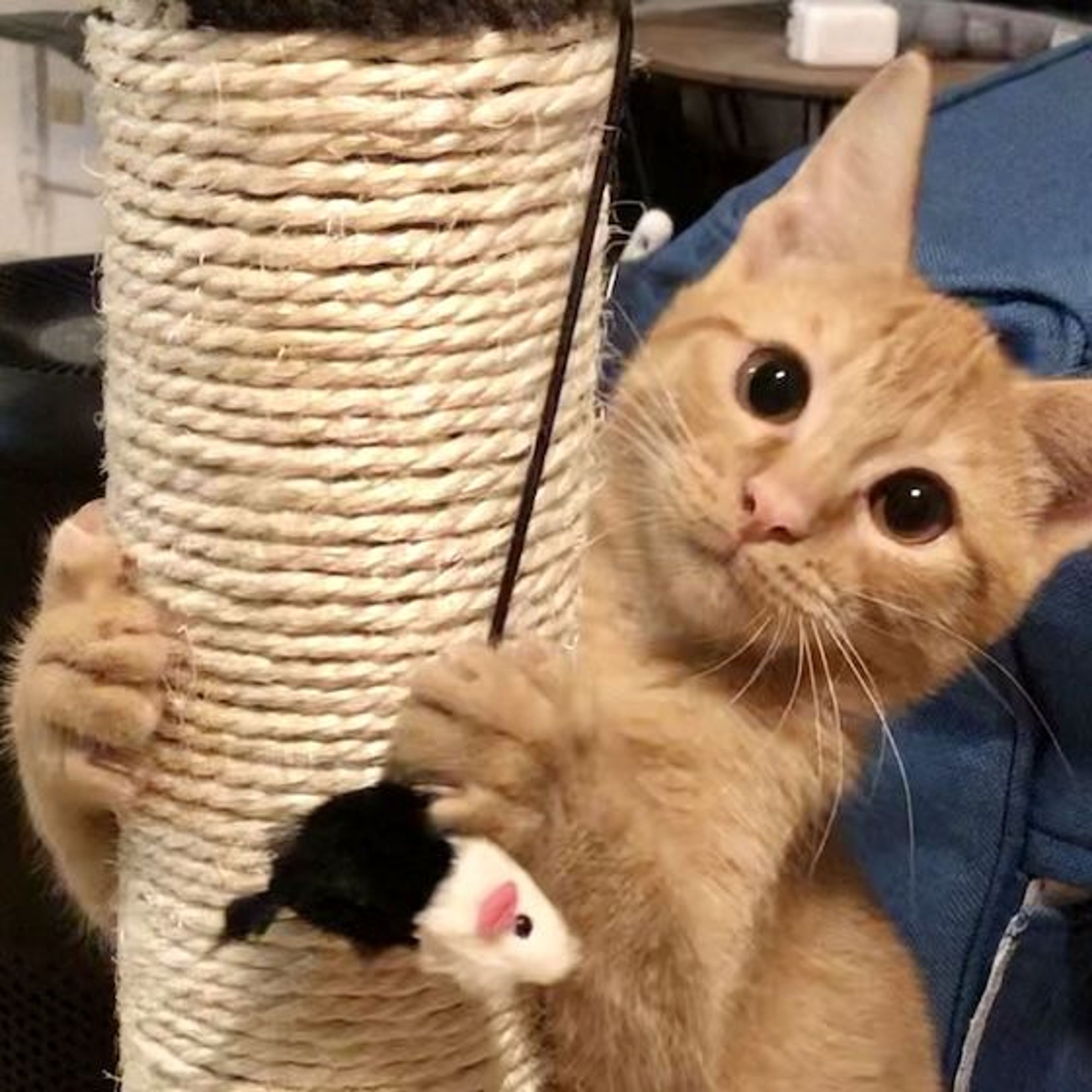 pet-image-3