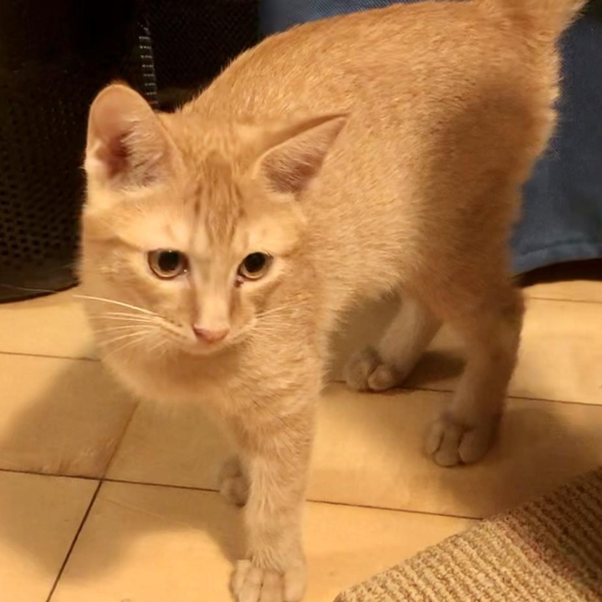 pet-image-6